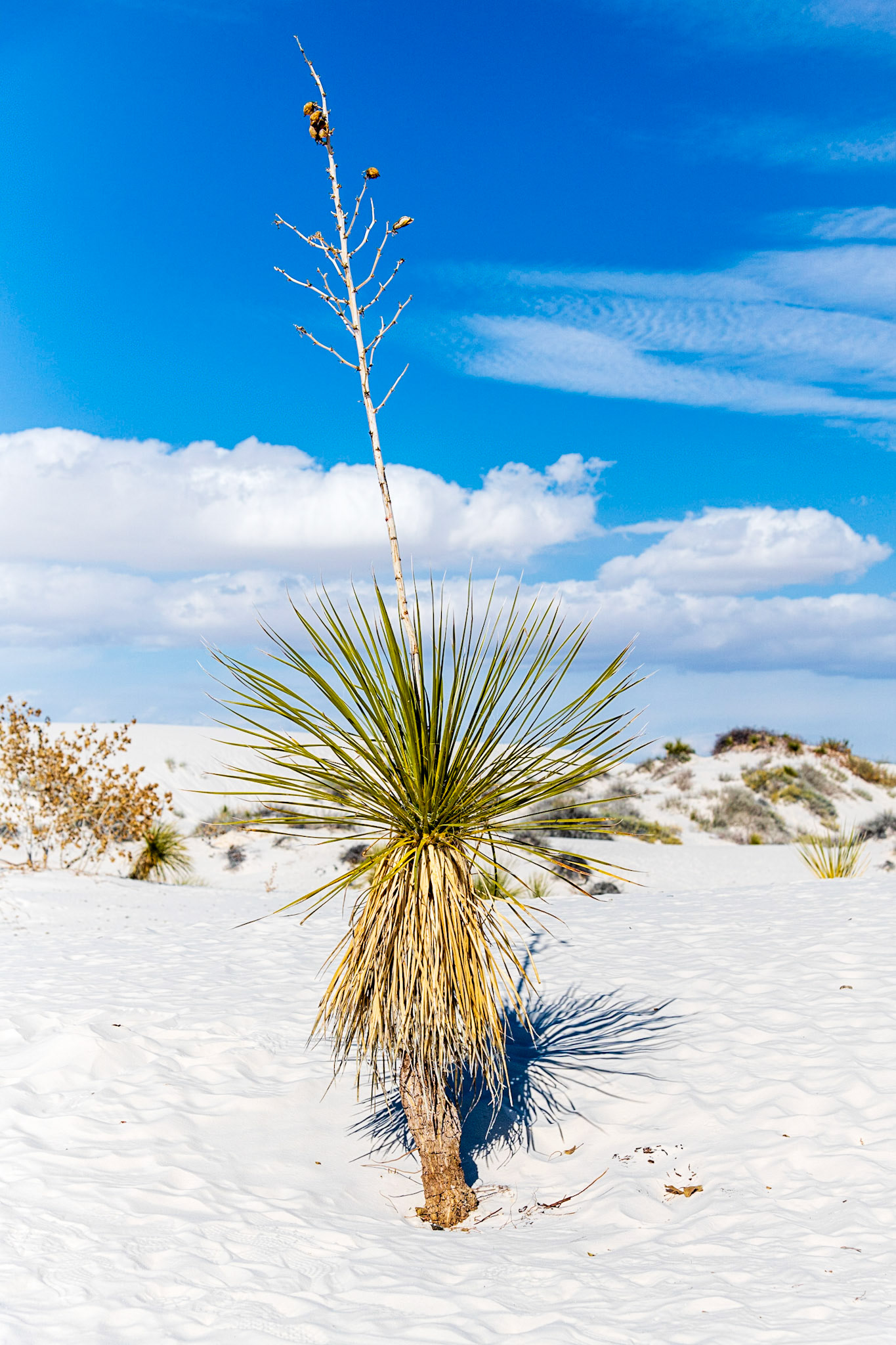 Dune Life Nature Trail