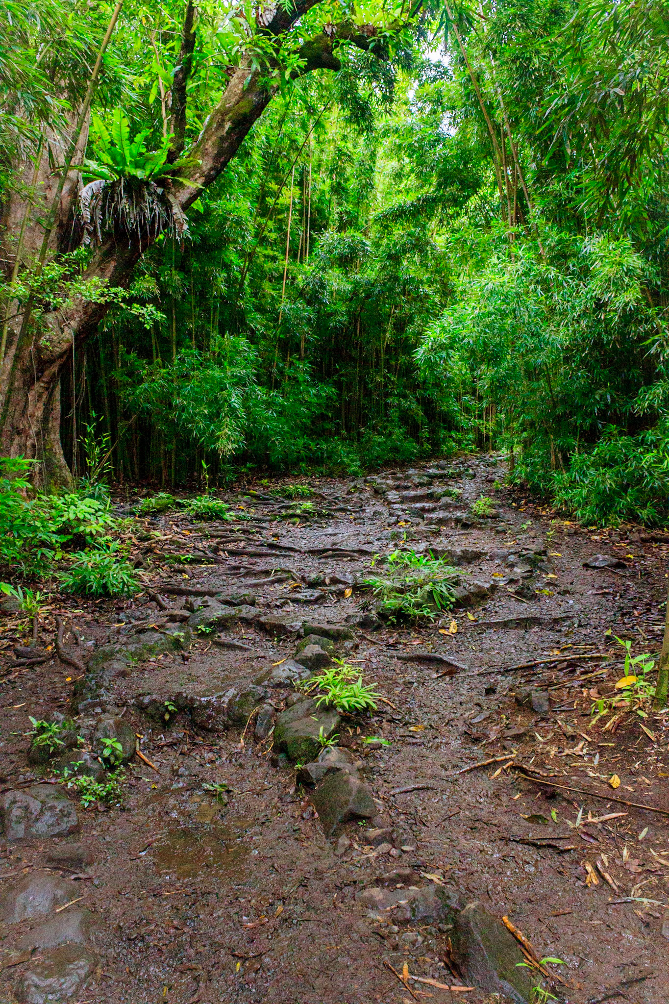 Pipiwai Trail