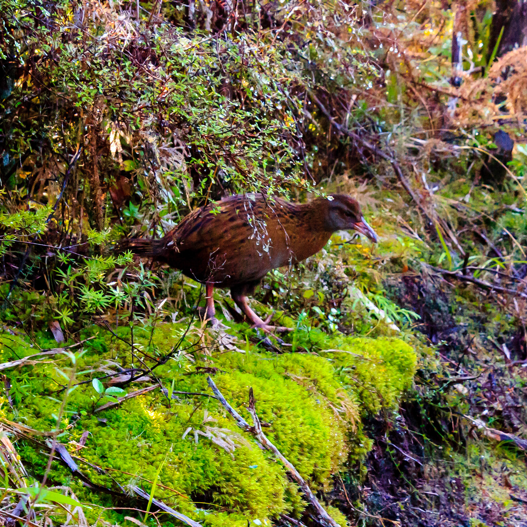 Kiwi!