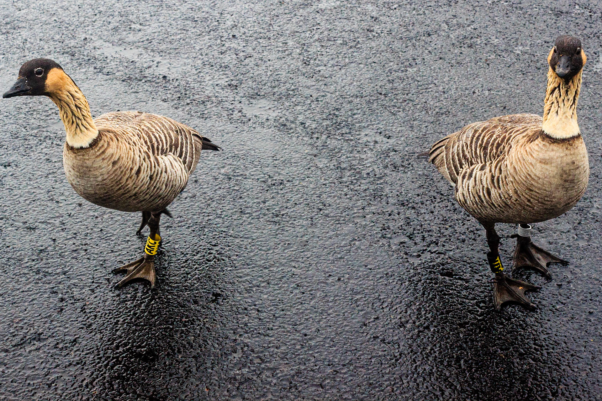 Nēnē, the Hawaiian Goose