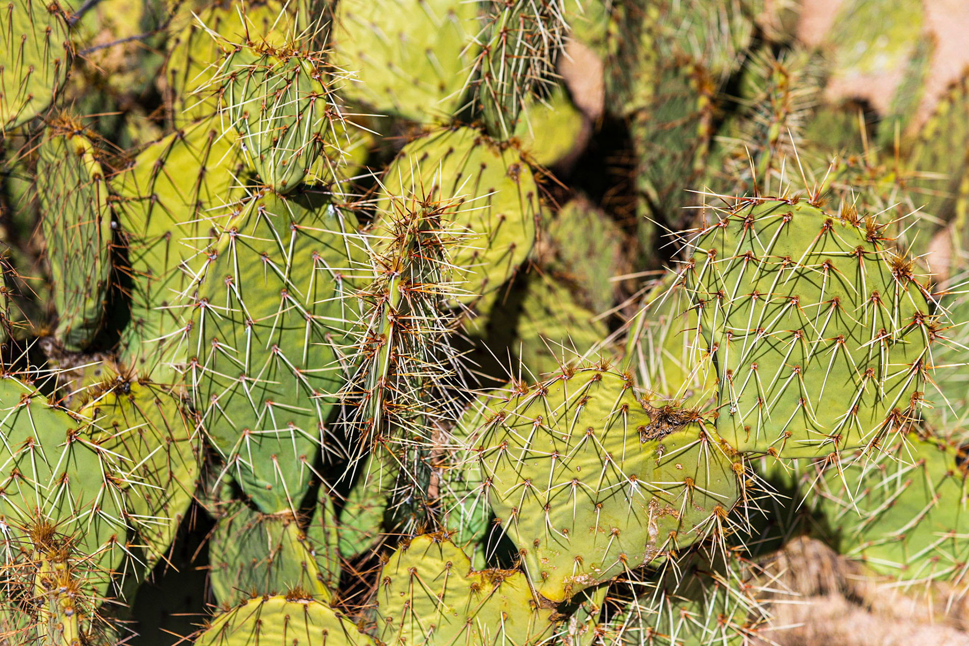 Along Cactus Wren Trail