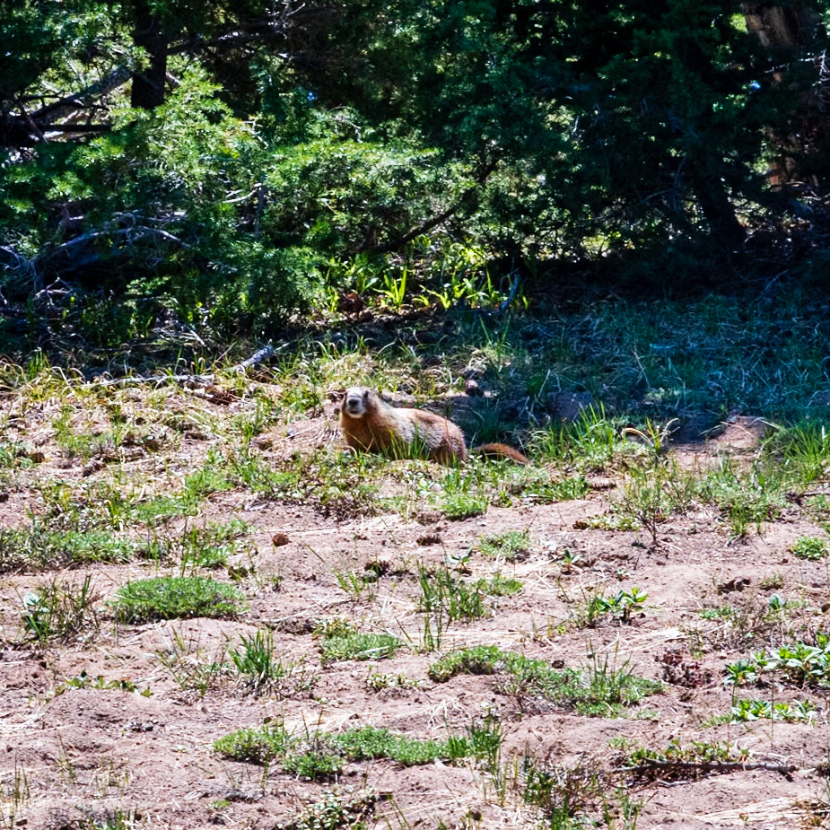 Marmot on Discovery Point Trail