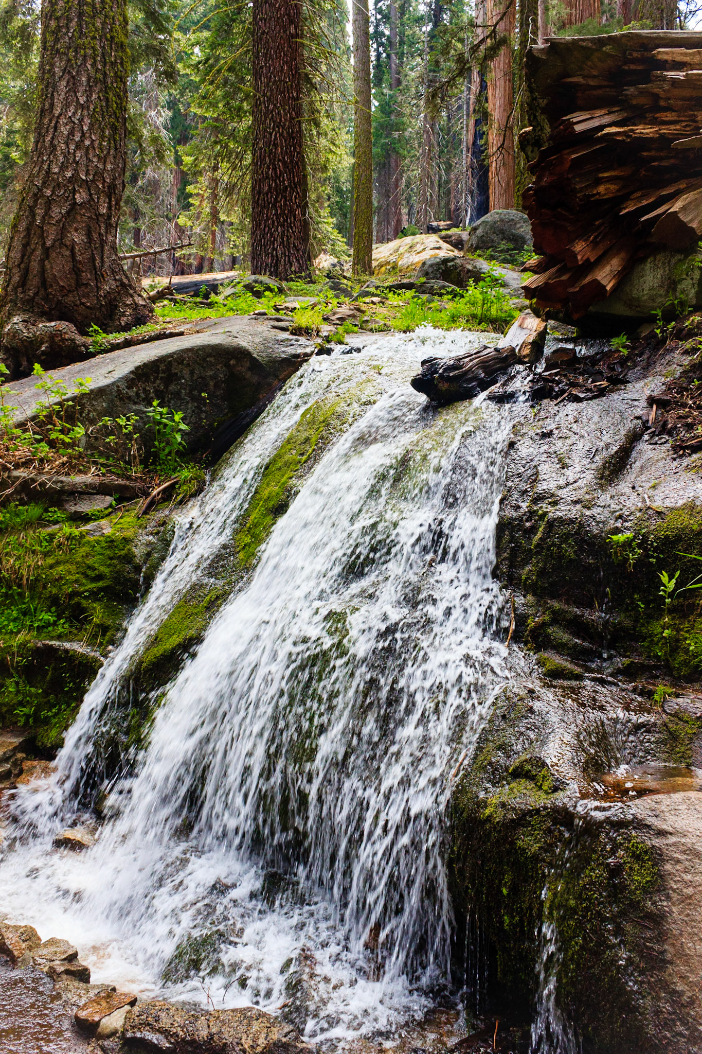 Creek on the Giant Forest Trail