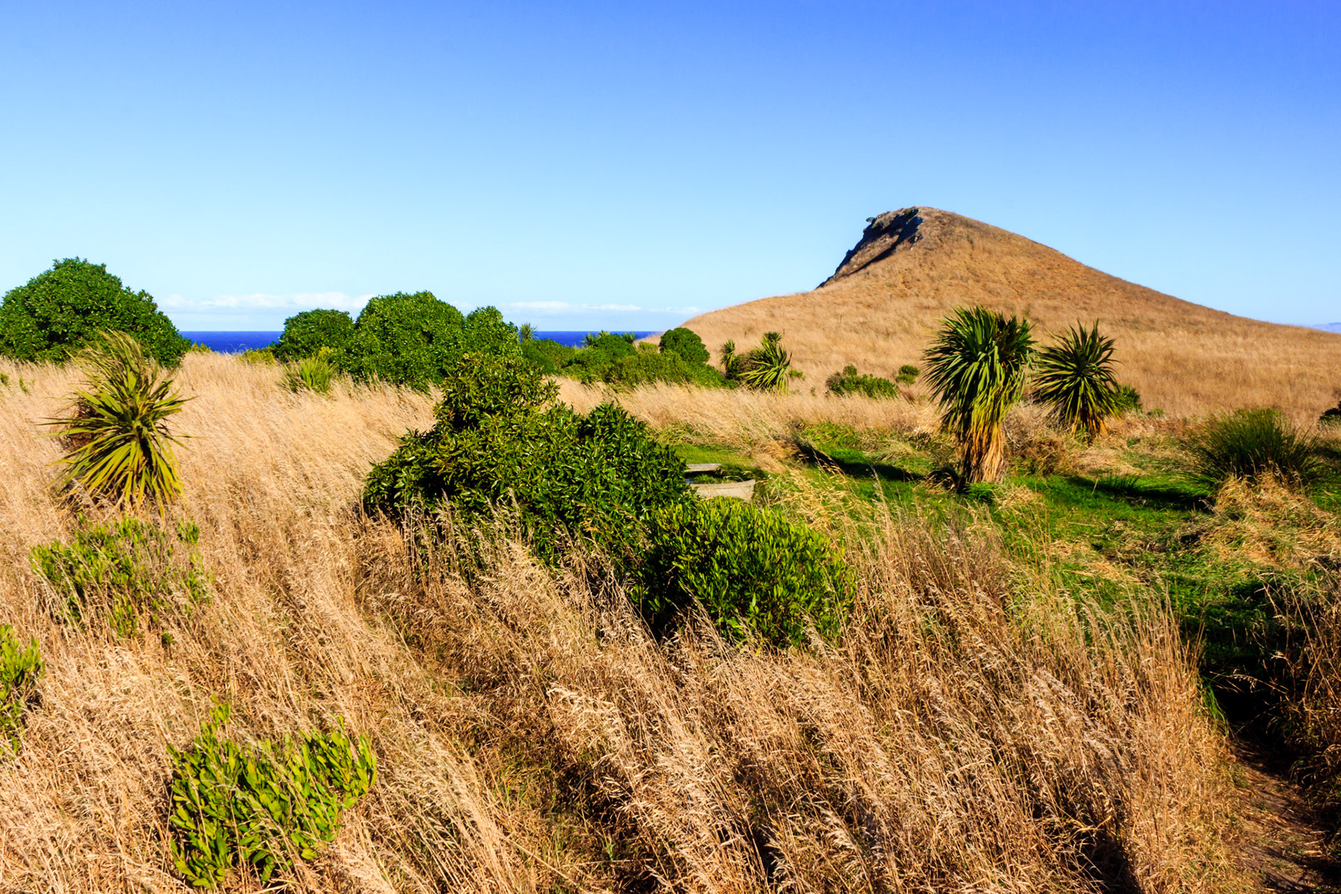 Golden meadows around the bluff outside of Kaikoura, New Zealand.