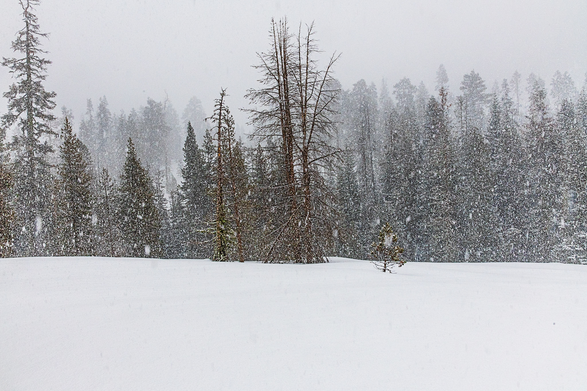 Dewey Point Meadow Trail