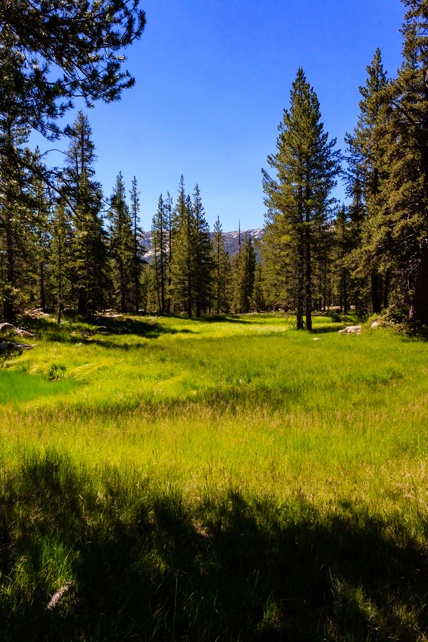 Trail to Glen Aulin