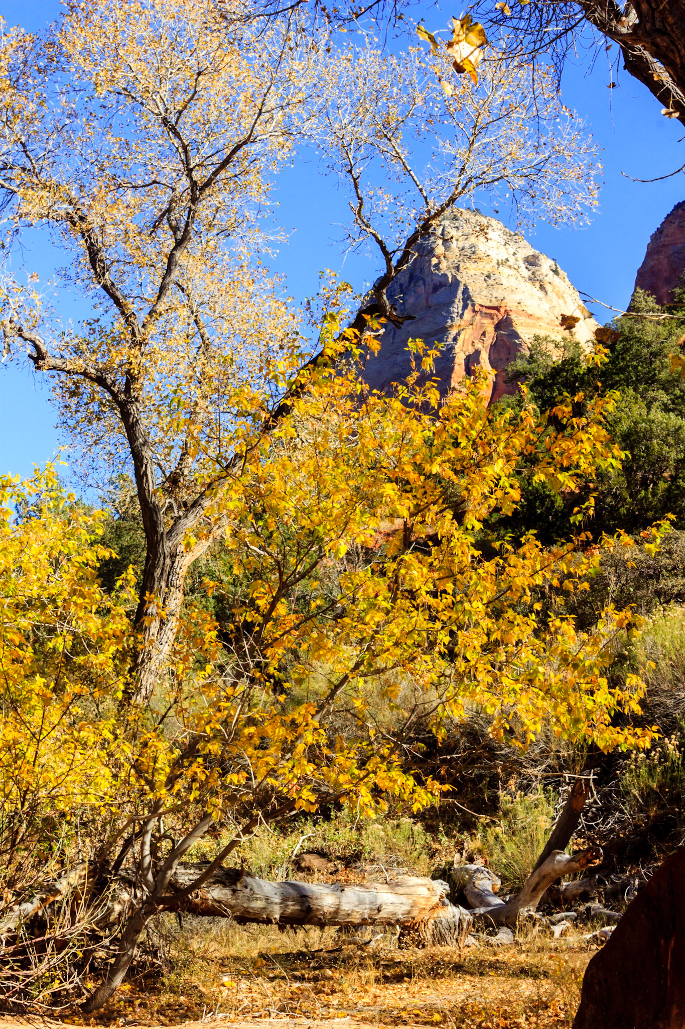 The Mountain of the Sun framed by the fall colors.