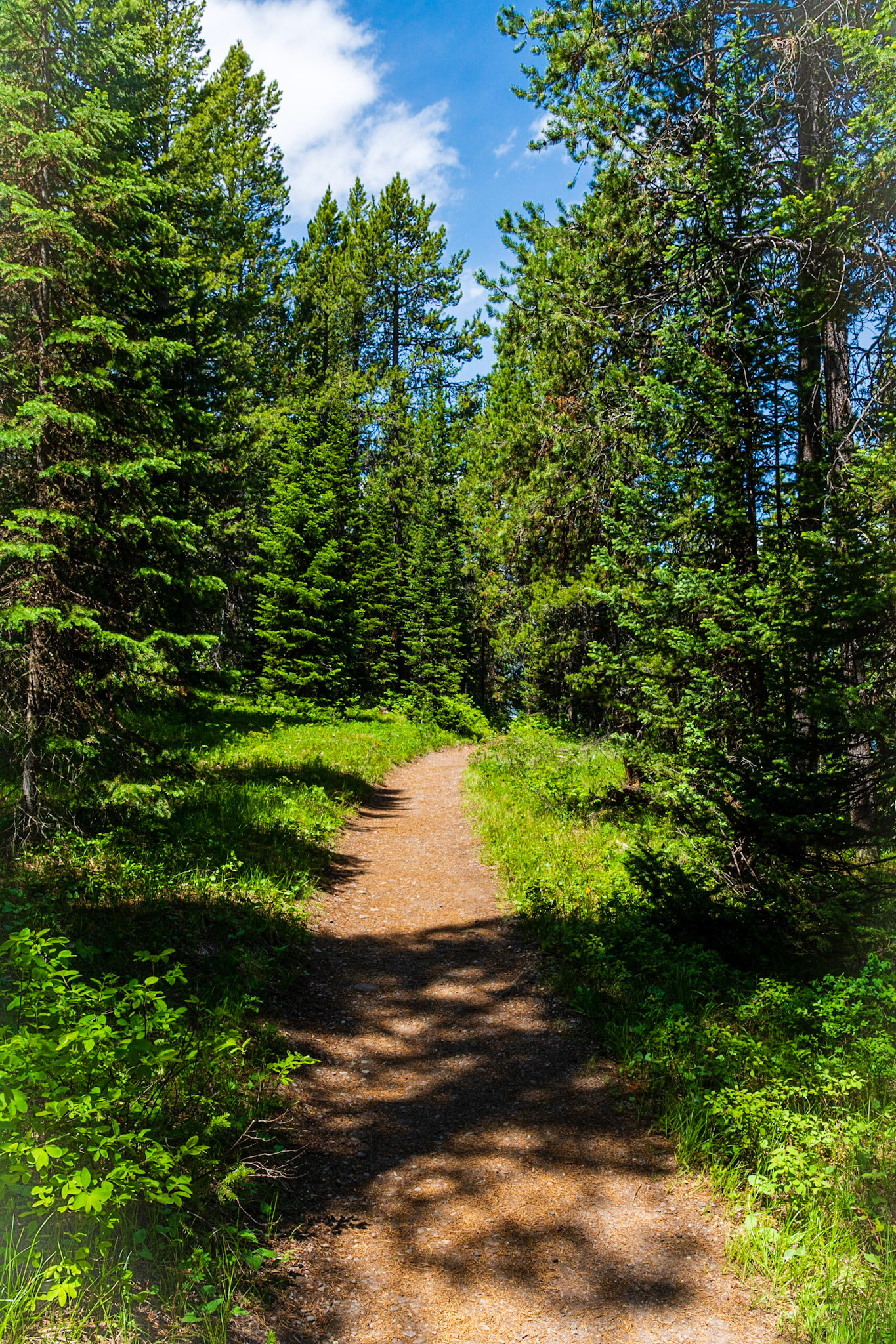 Trail Around Jenny Lake