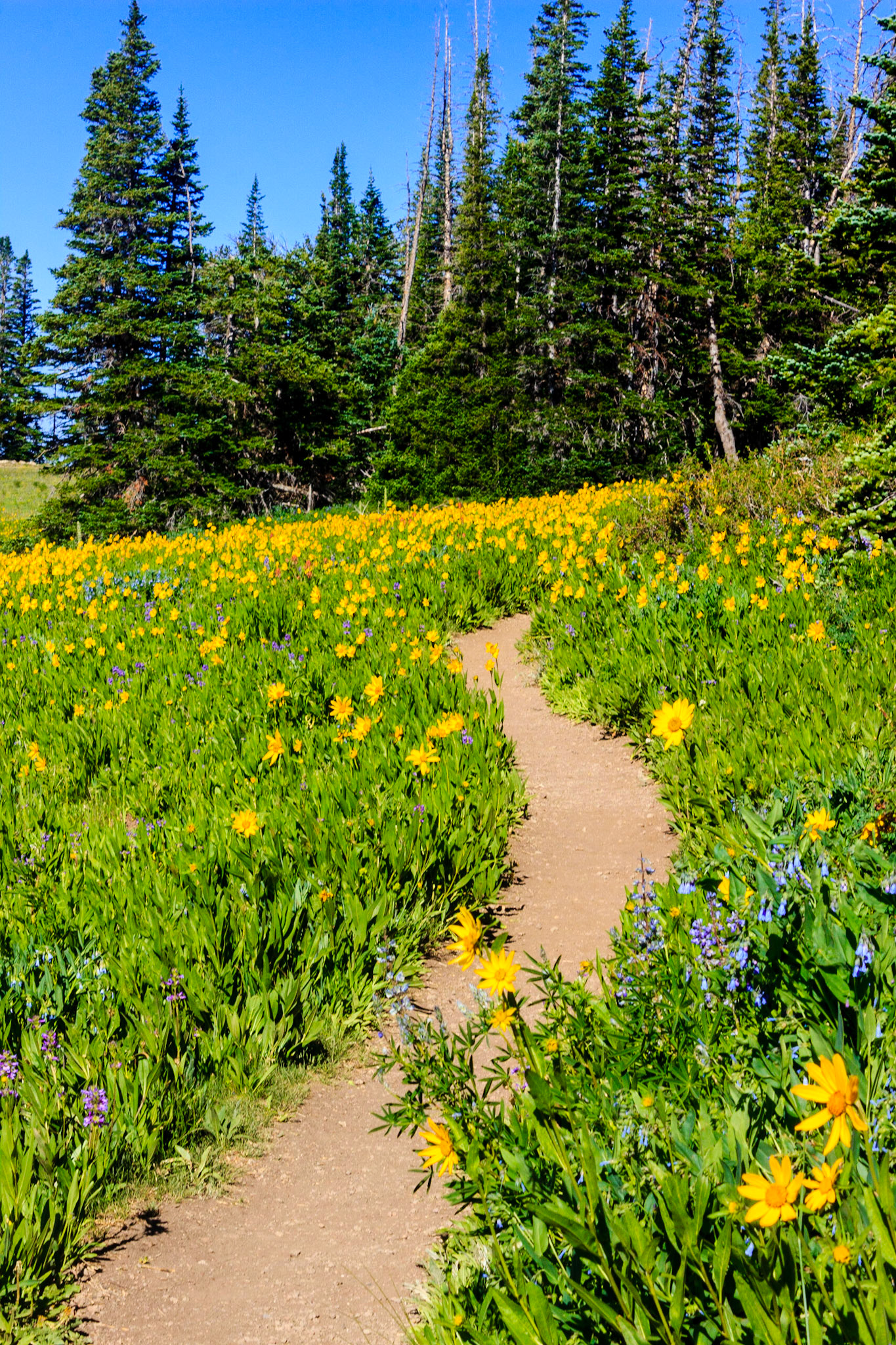 Alpine Pond Loop Trail