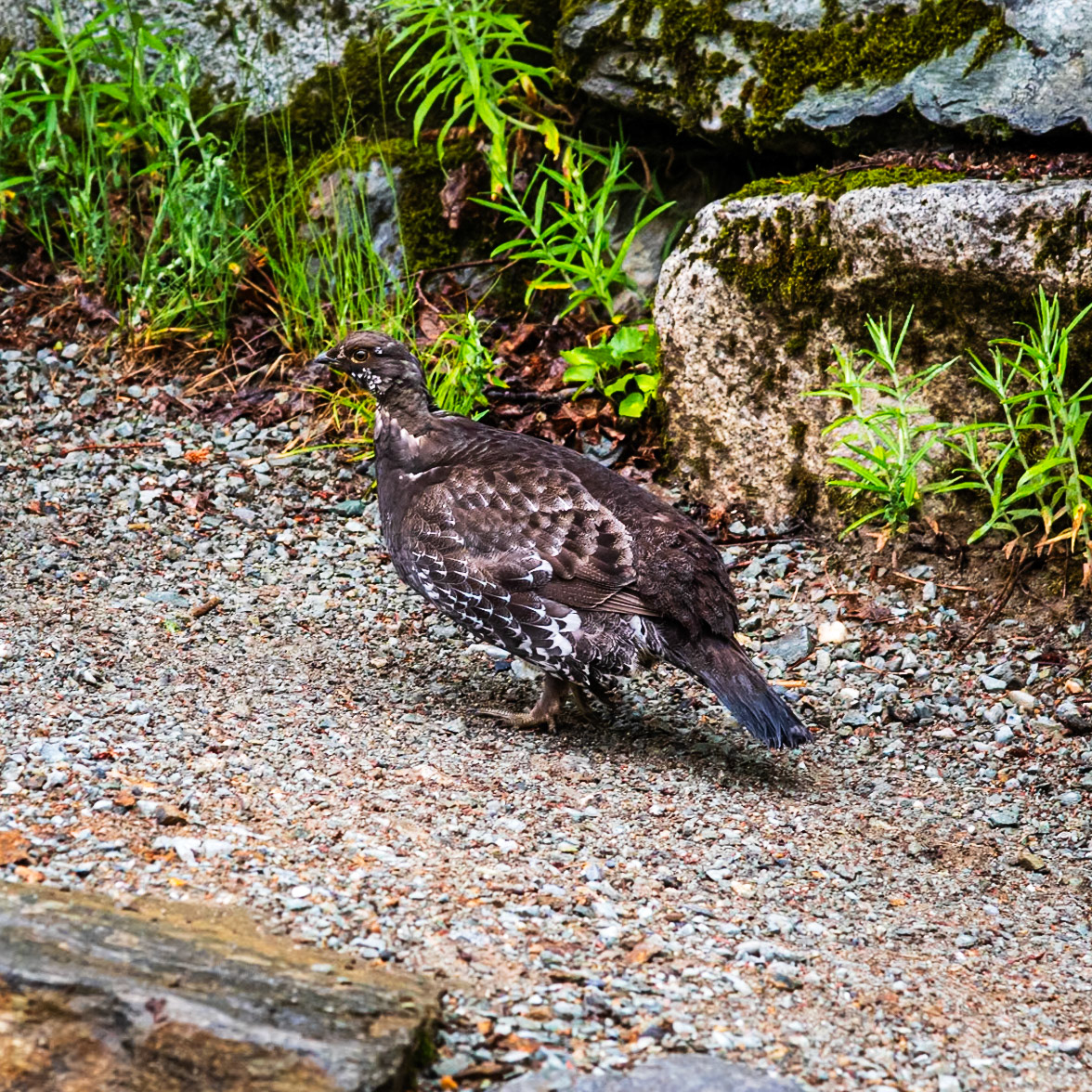Wildlife at Cascade Pass Trailhead