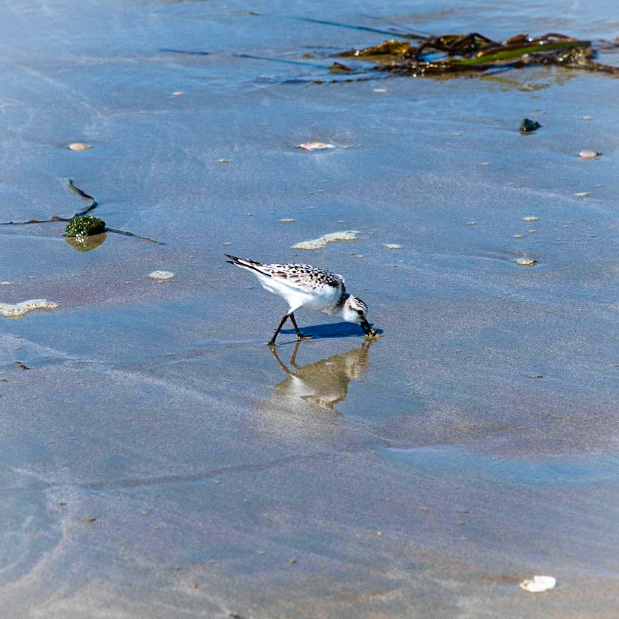 Local Wildlife at Morro Strand State Beach