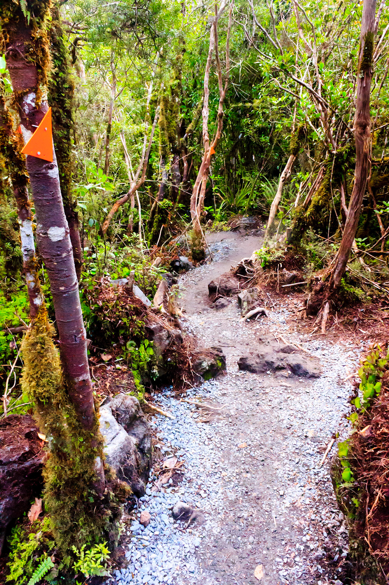 The Tongariro Alpine Crossing finished in the New Zealand bush.
