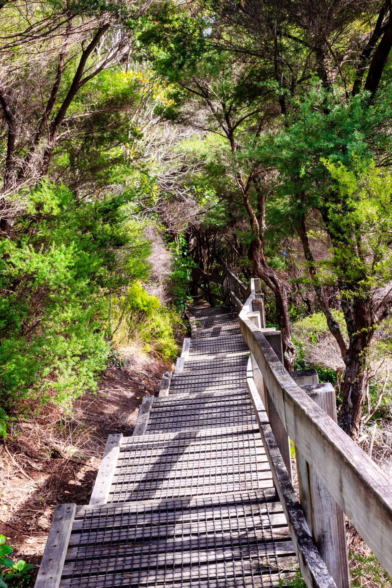 Steps on Rangitoto Island to the volcanic summit.