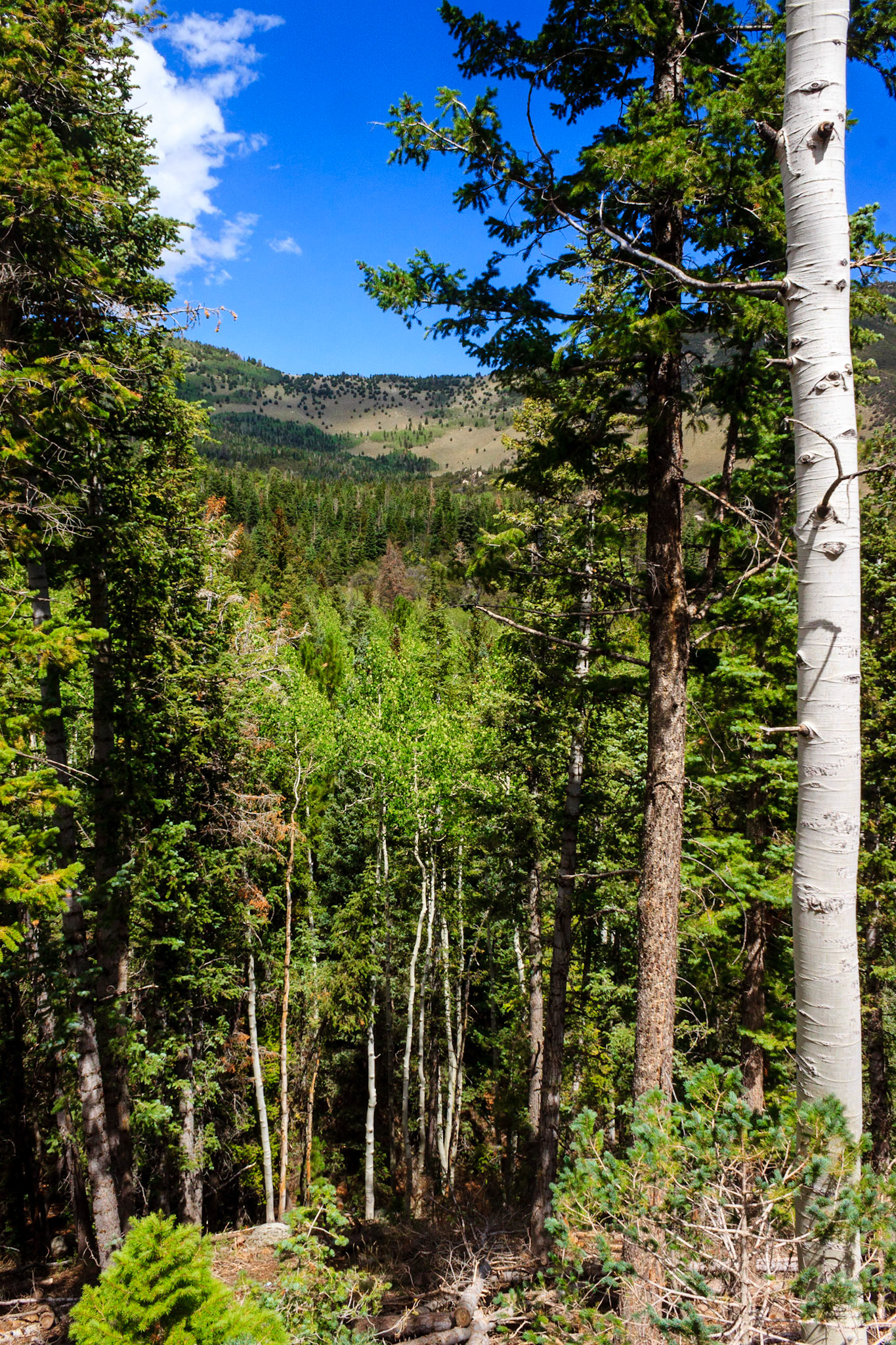 Snake Creek Overlook