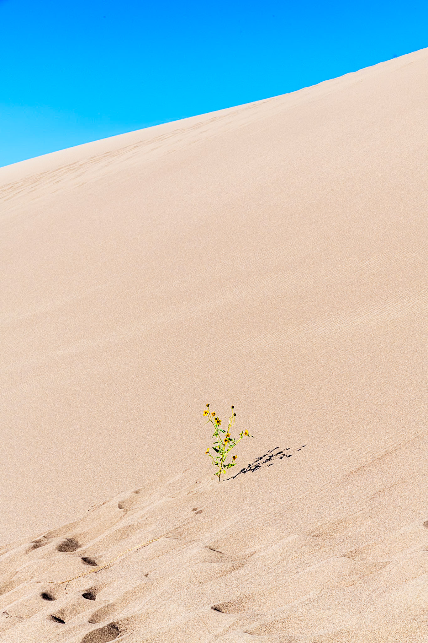 Sand Dunes