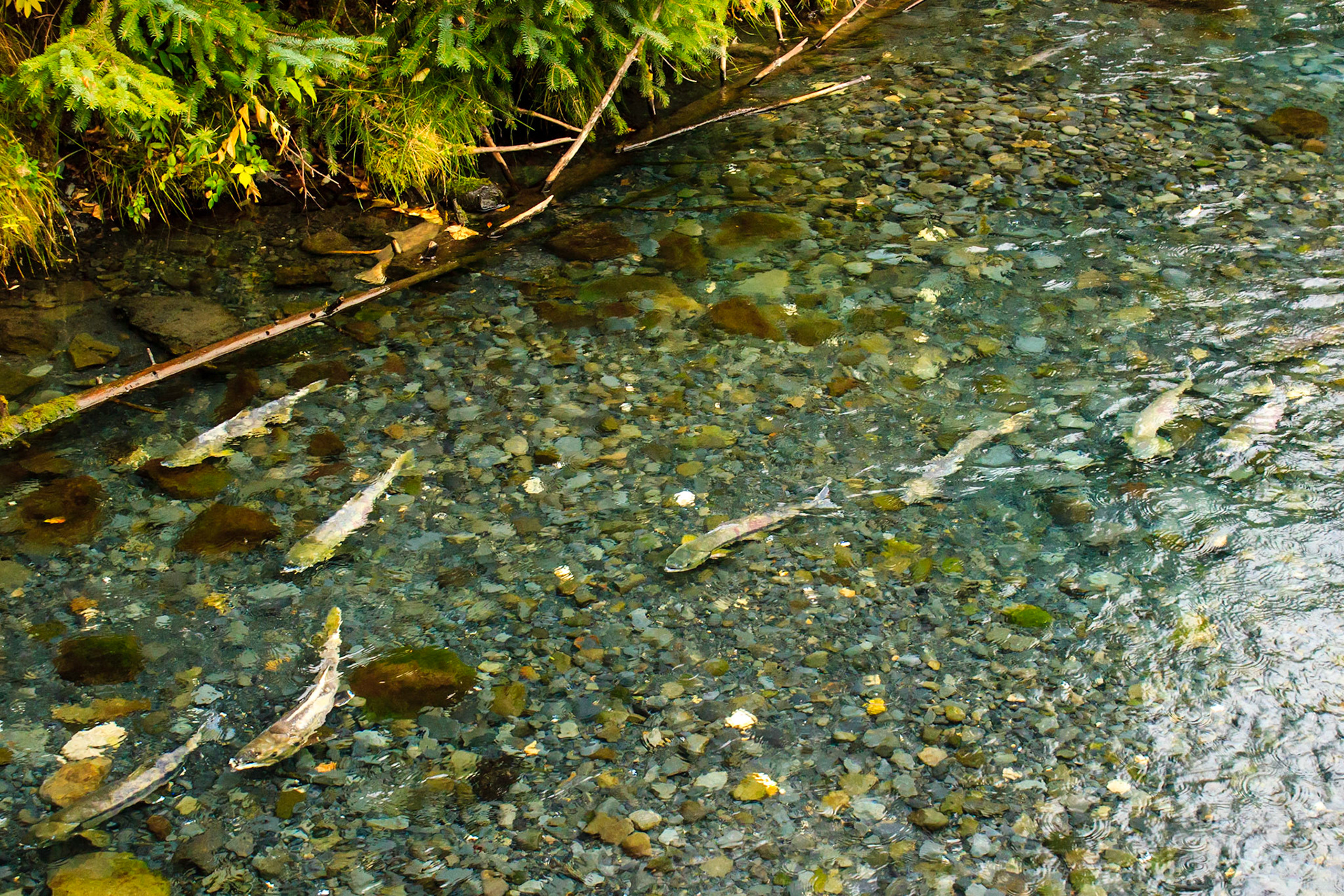 Salmon Spawn outside Portage, AK
