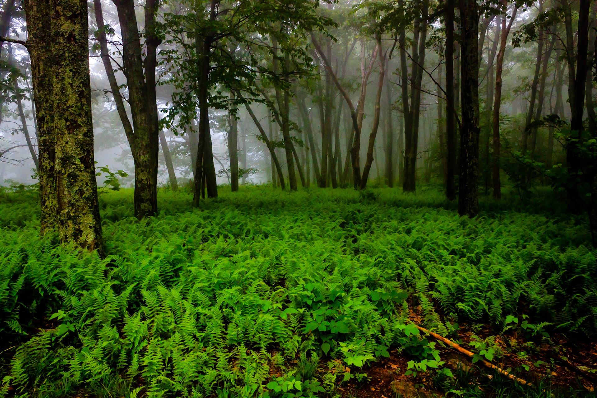 Overall Run Falls Trailhead