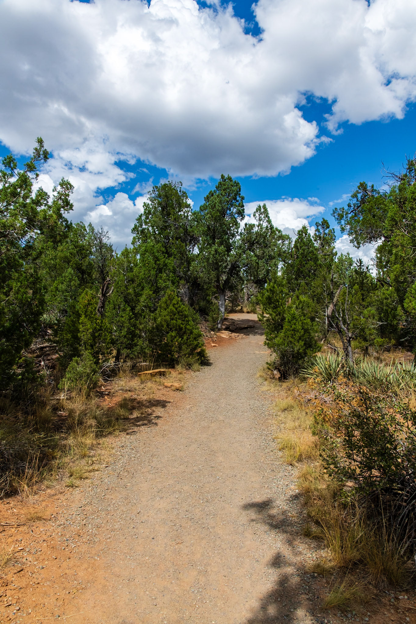Soda Canyon Overlook Trail
