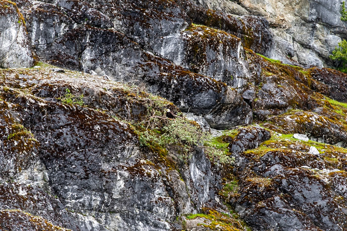Another Bald Eagle.