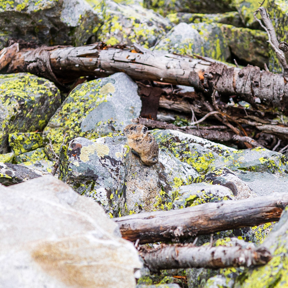 Pika