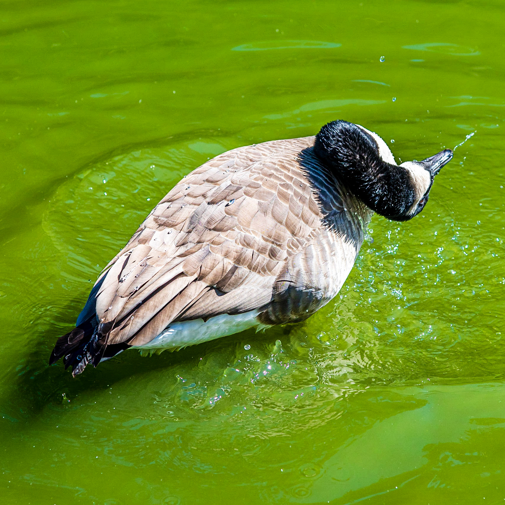 Goose in Golden Gate Park