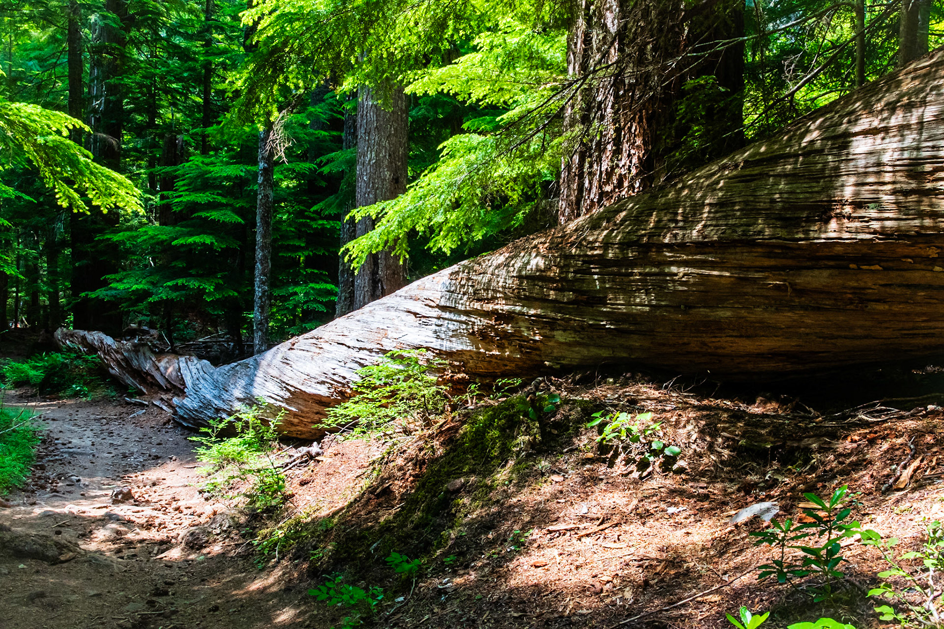 Rampart Ridge Trail