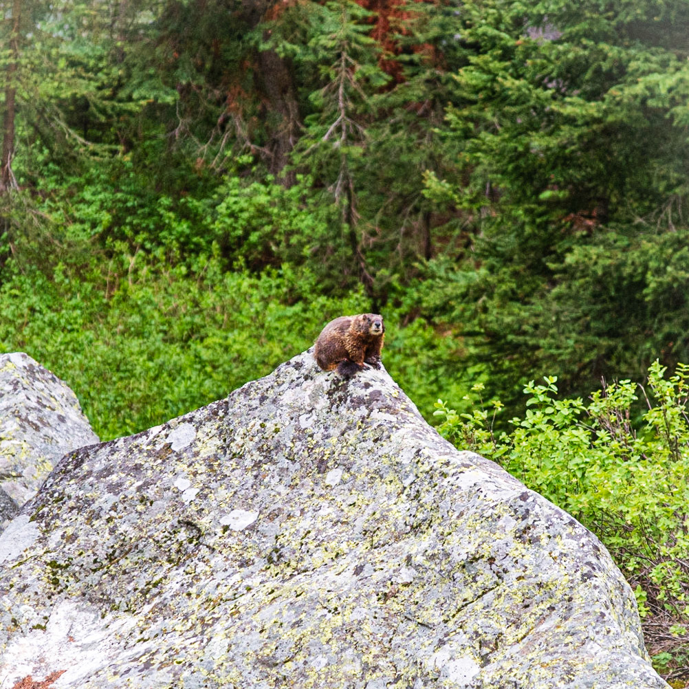 Marmot