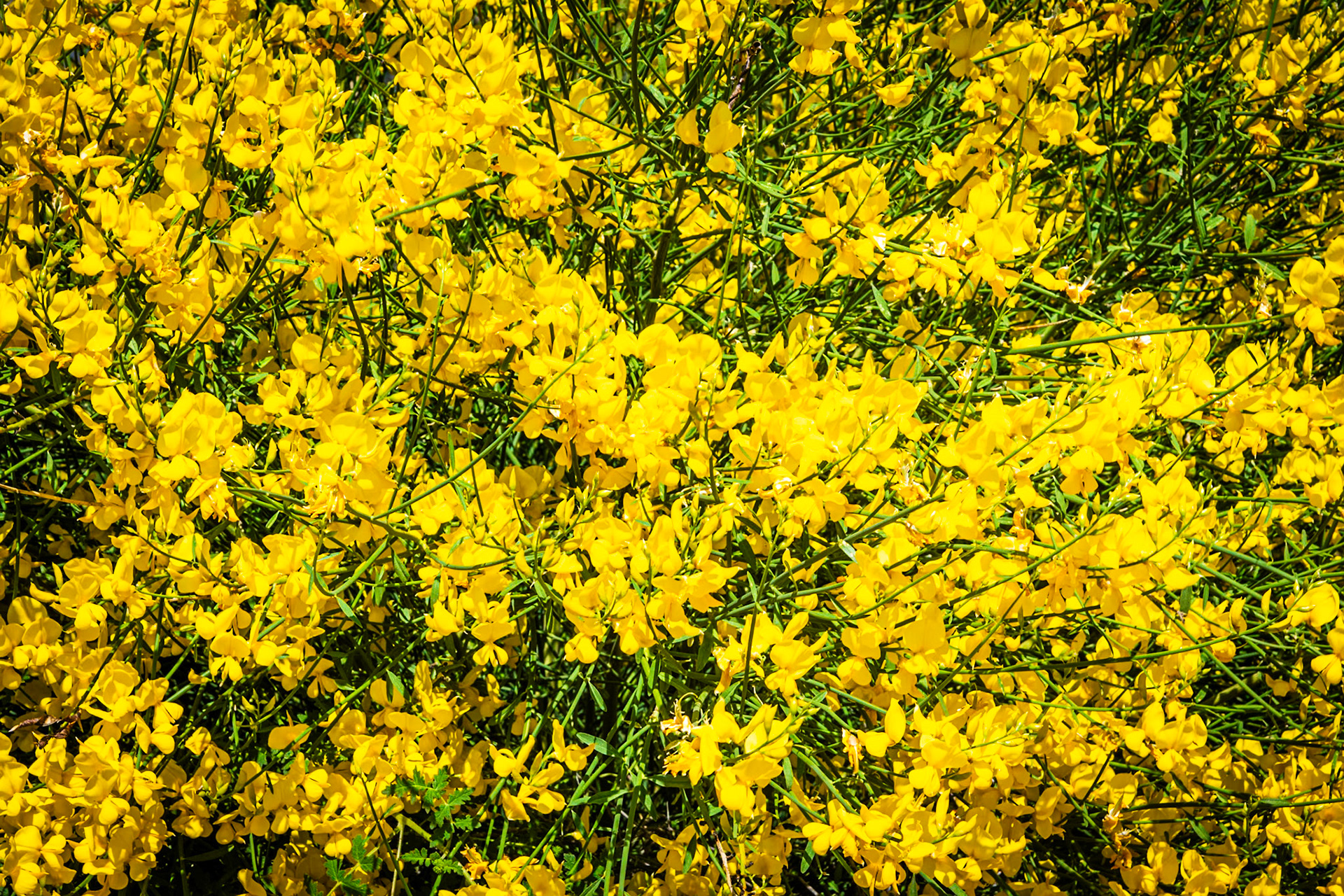 Wildflowers on Josephine Peak Trail