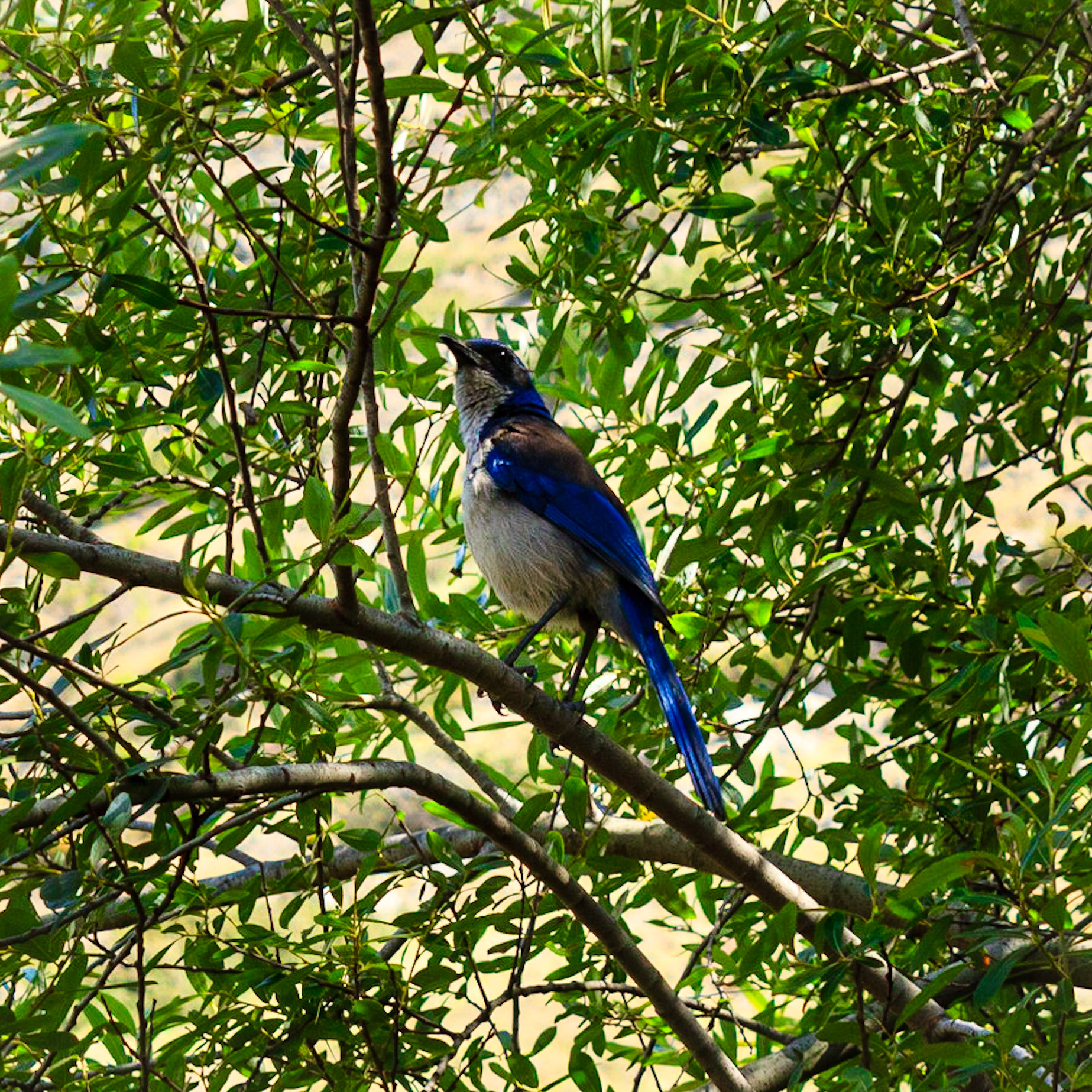 Island Scrub Jay.