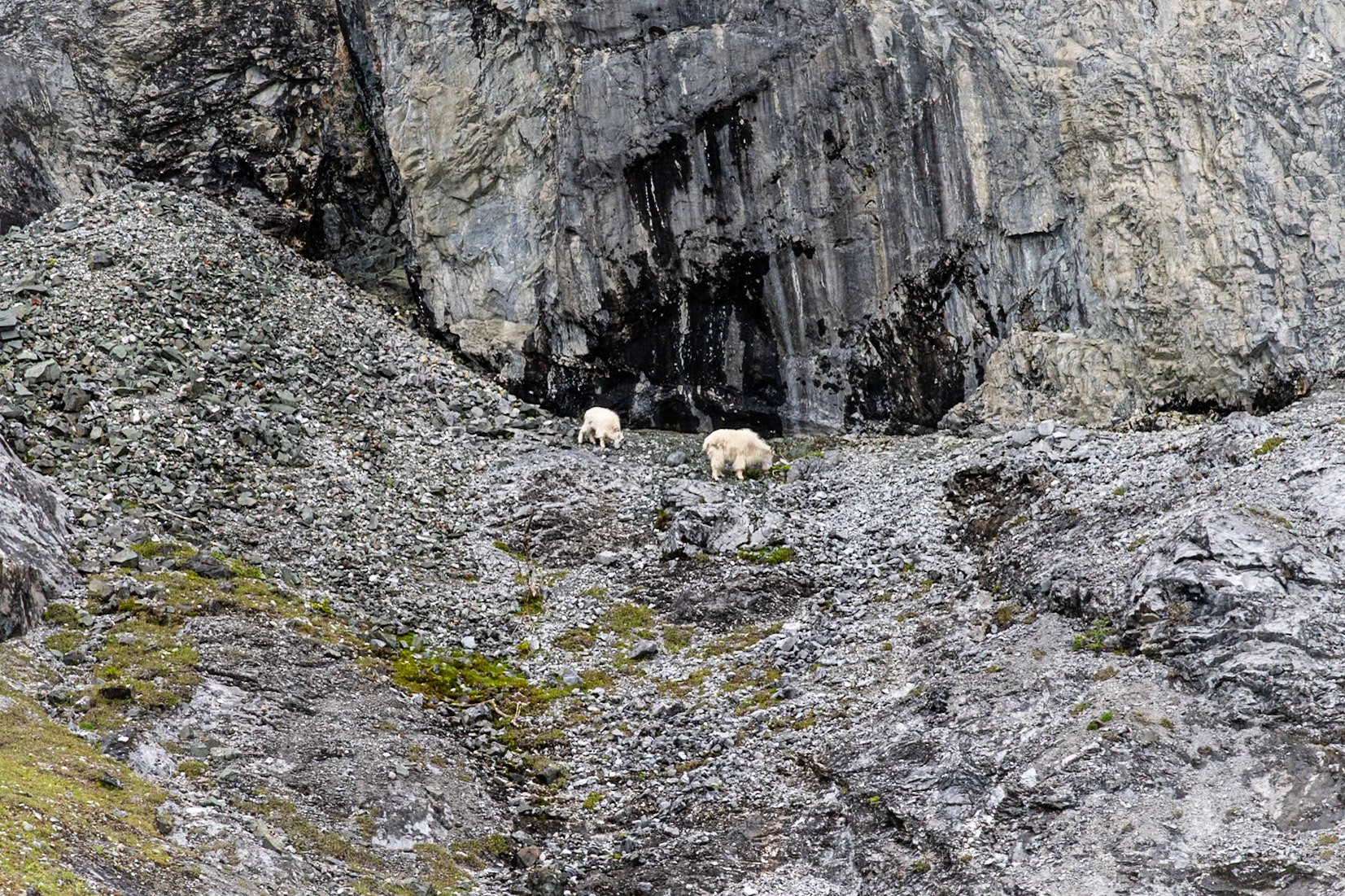 Mountain Goats!