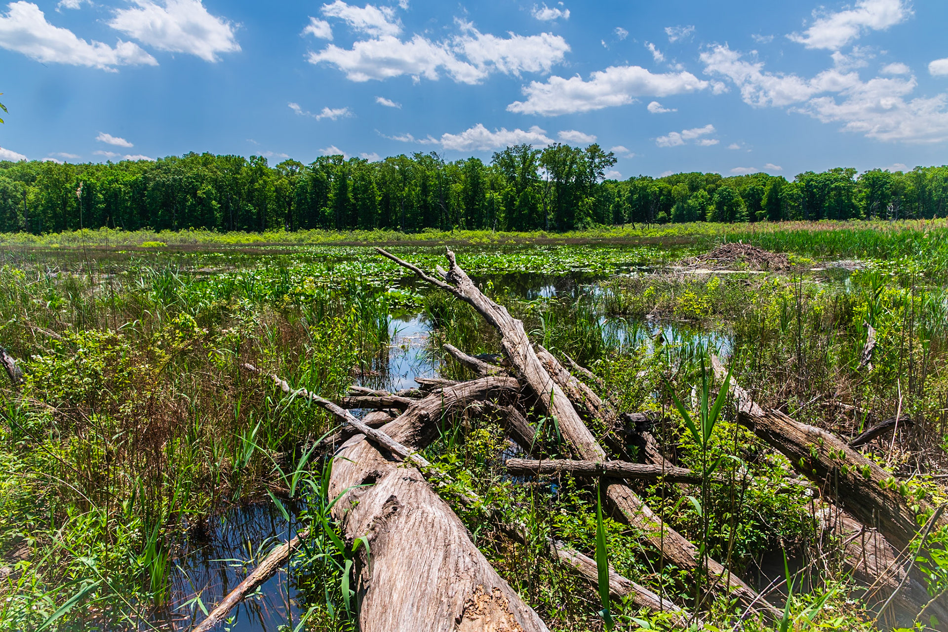 Cowles Bog