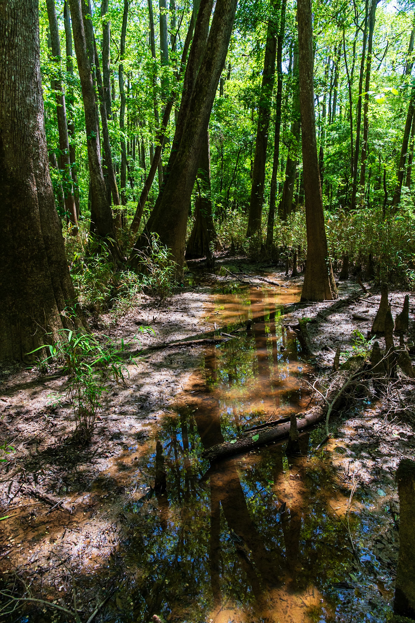 Weston Lake Loop Trail