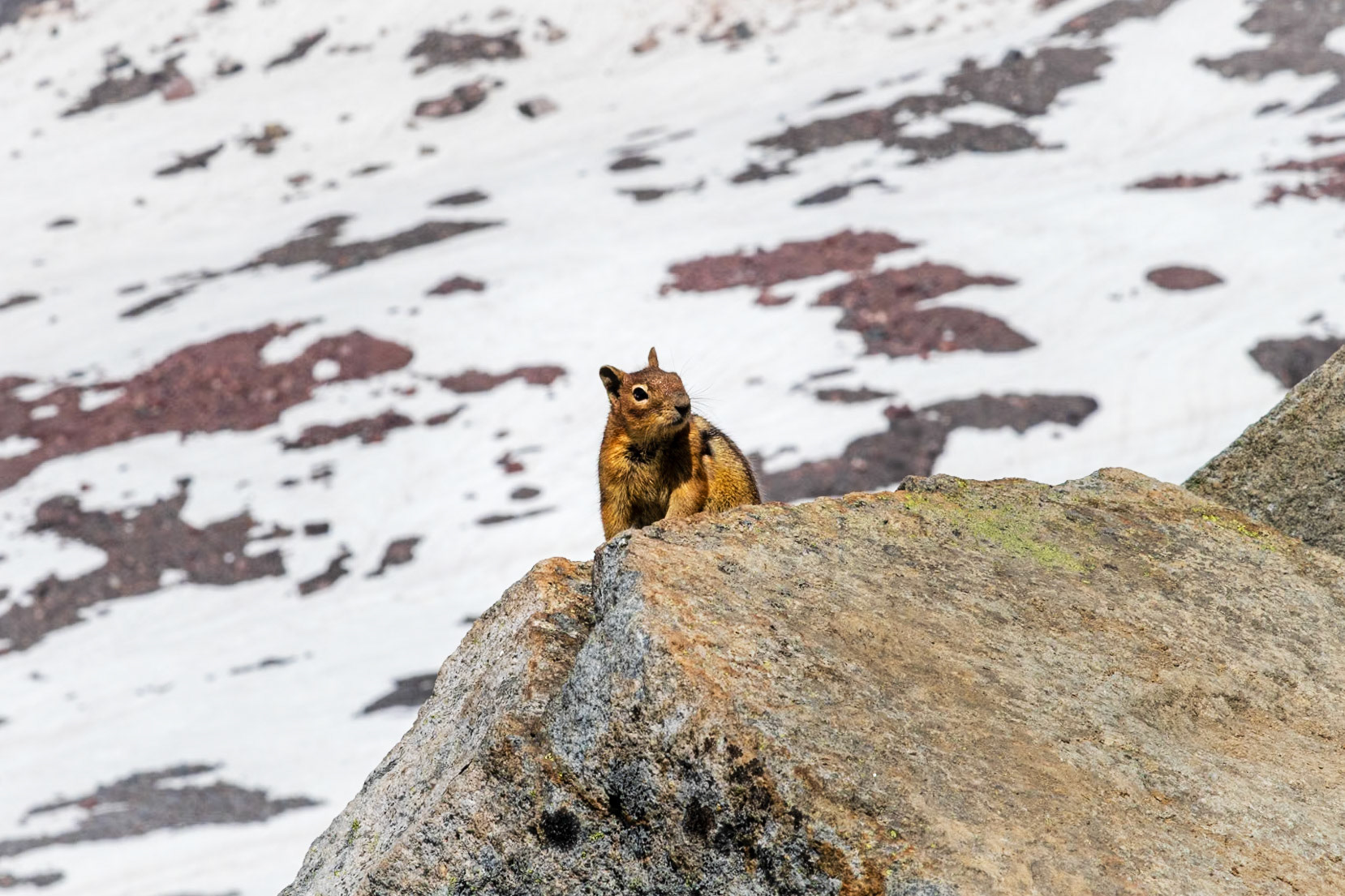 Wildlife on Skyline Trail