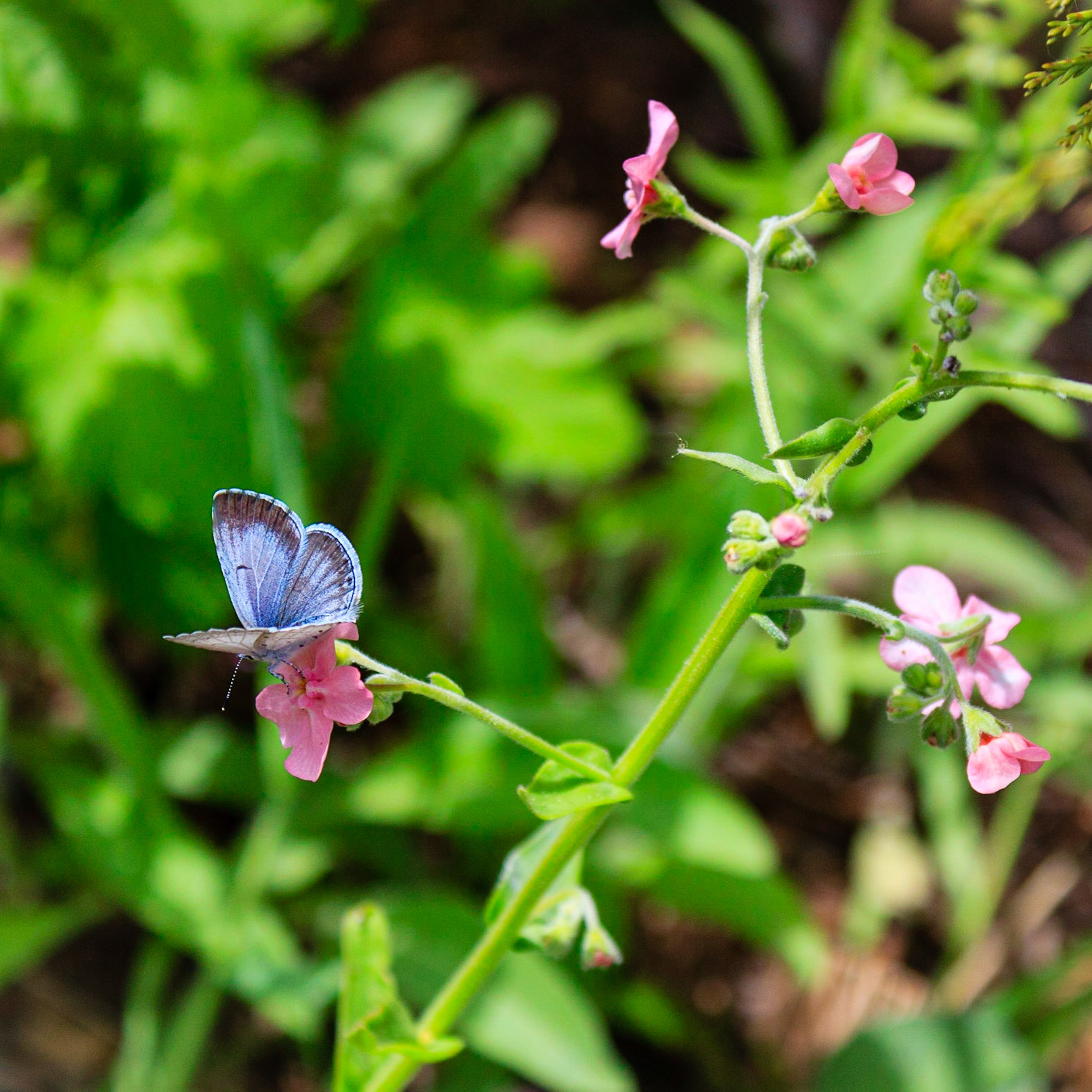 Wildflowers on the Alta Trail
