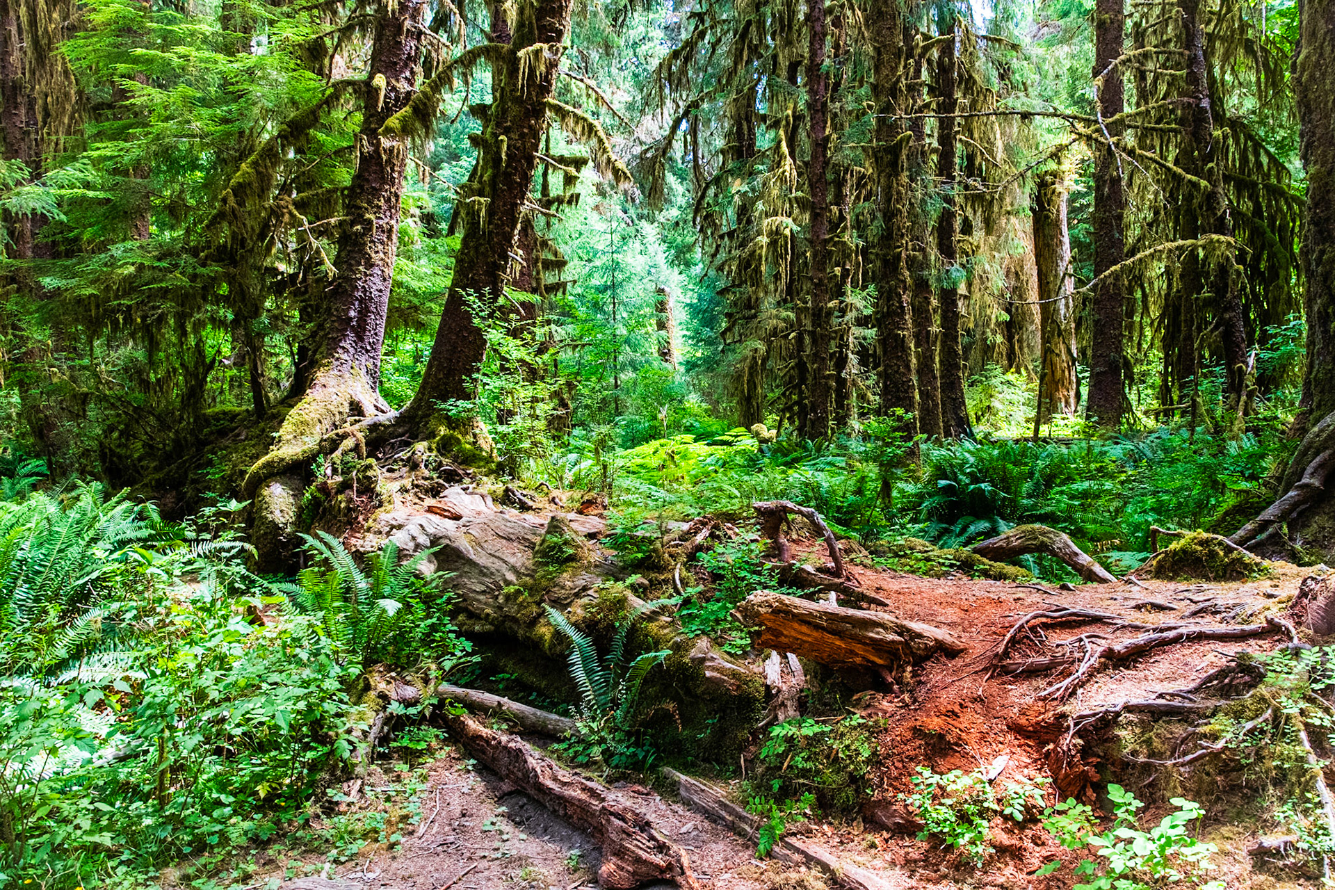 Hall of Mosses Trail