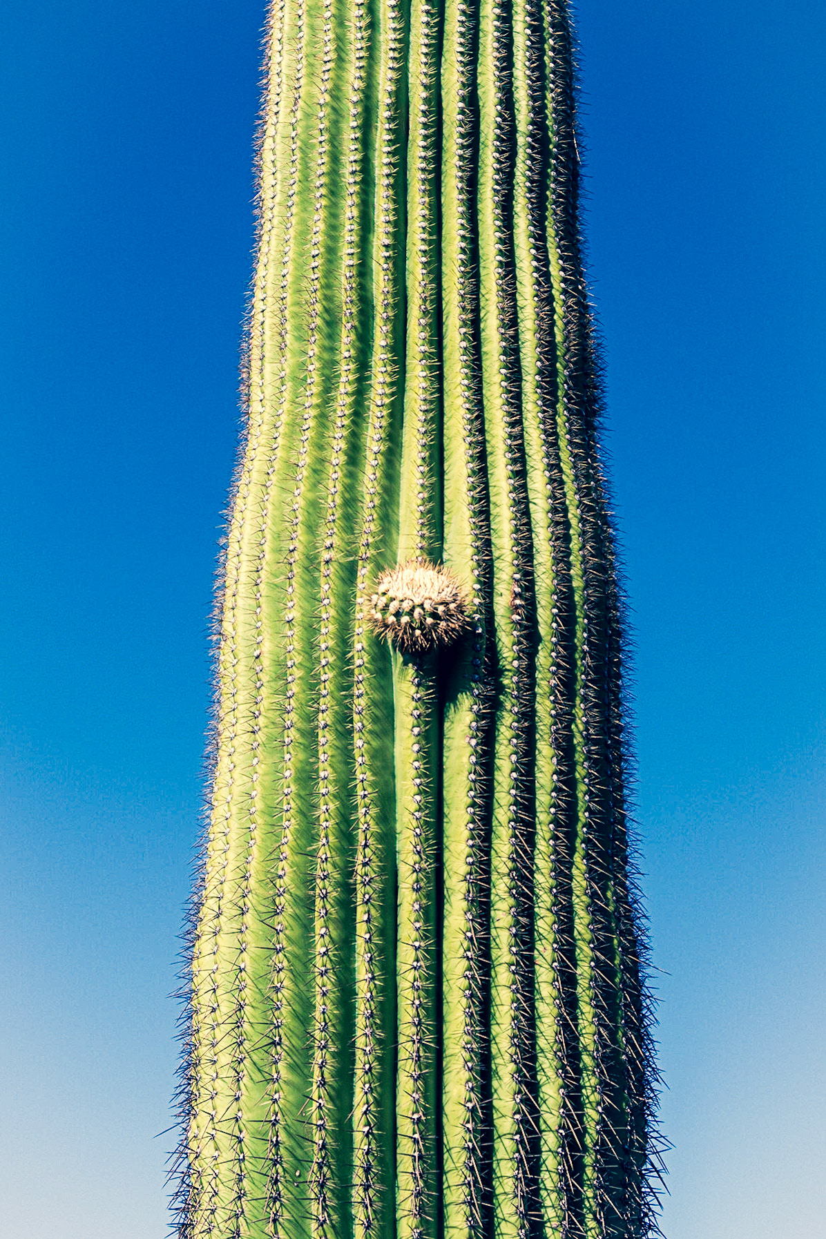 Along Cactus Wren Trail