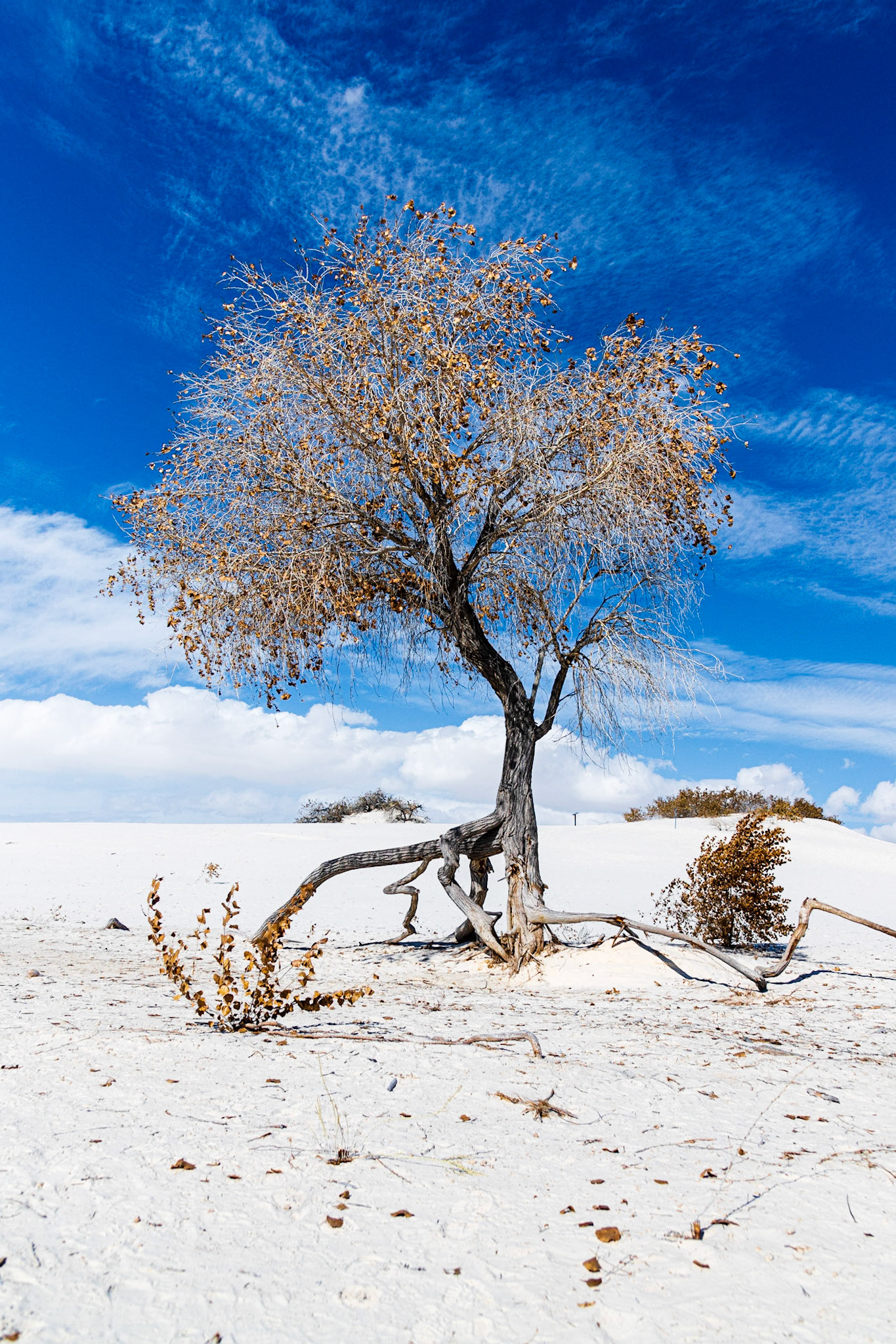 Dune Life Nature Trail