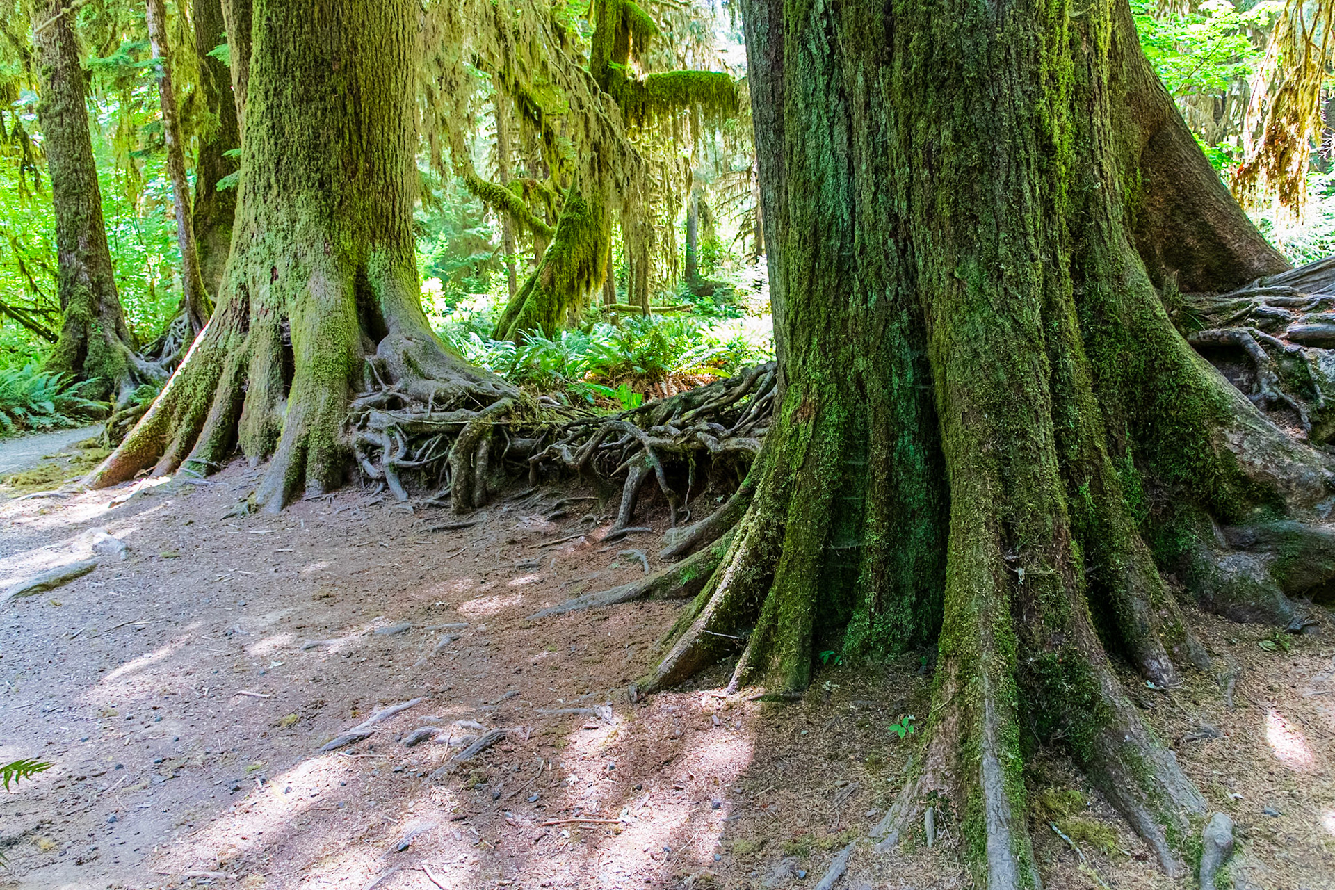 Spruce Nature Trail