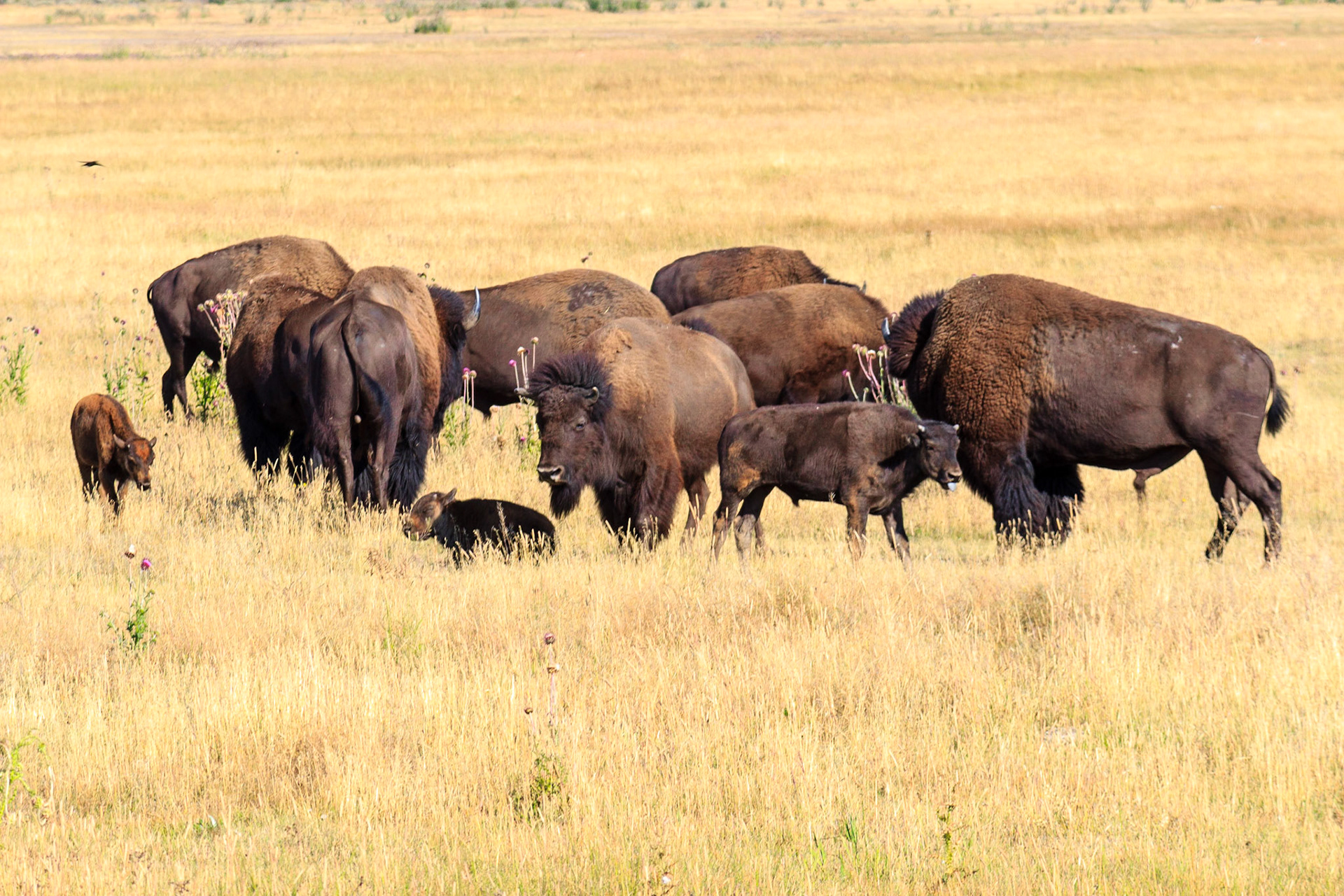 Bison