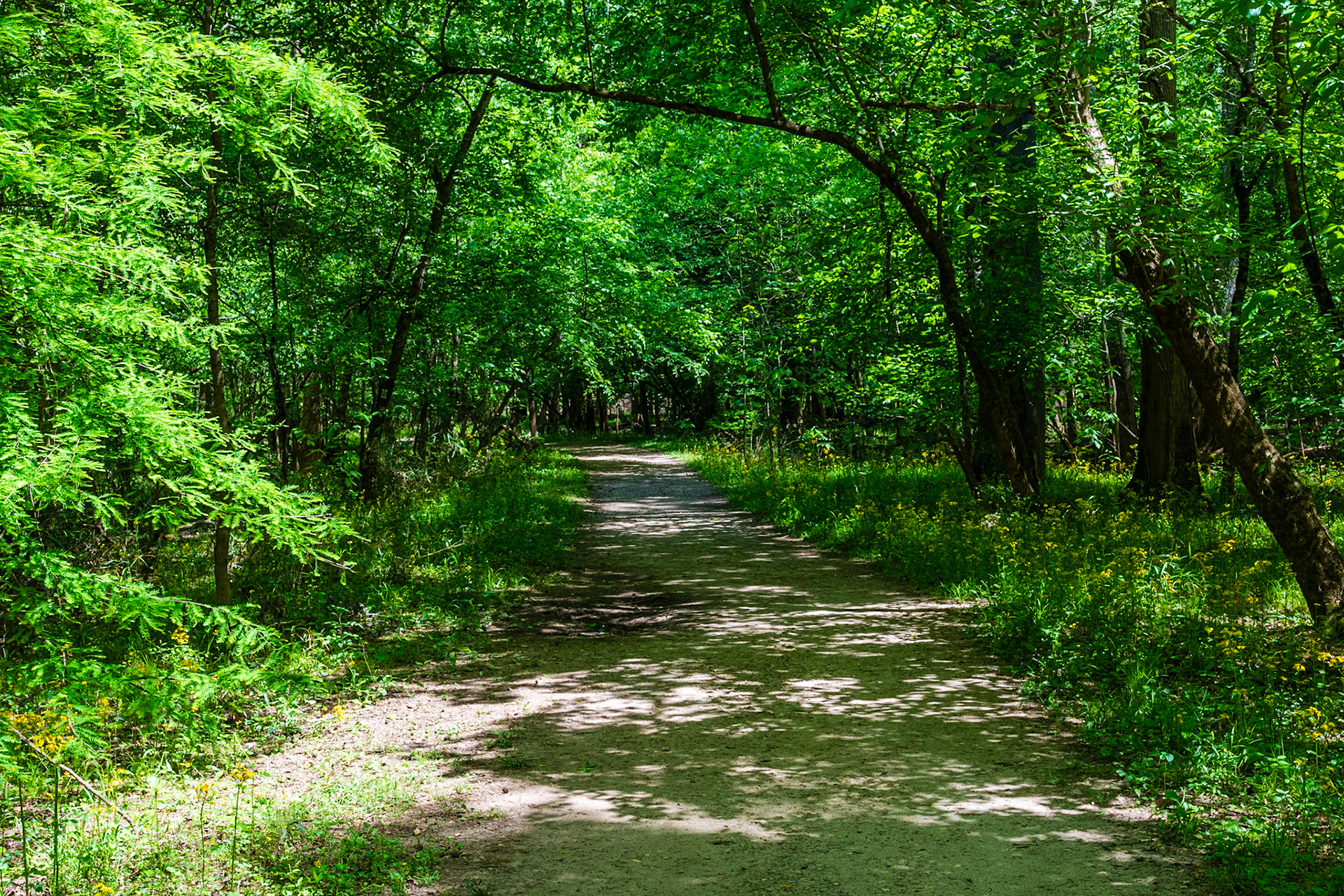 The Weston Lake Loop trail.