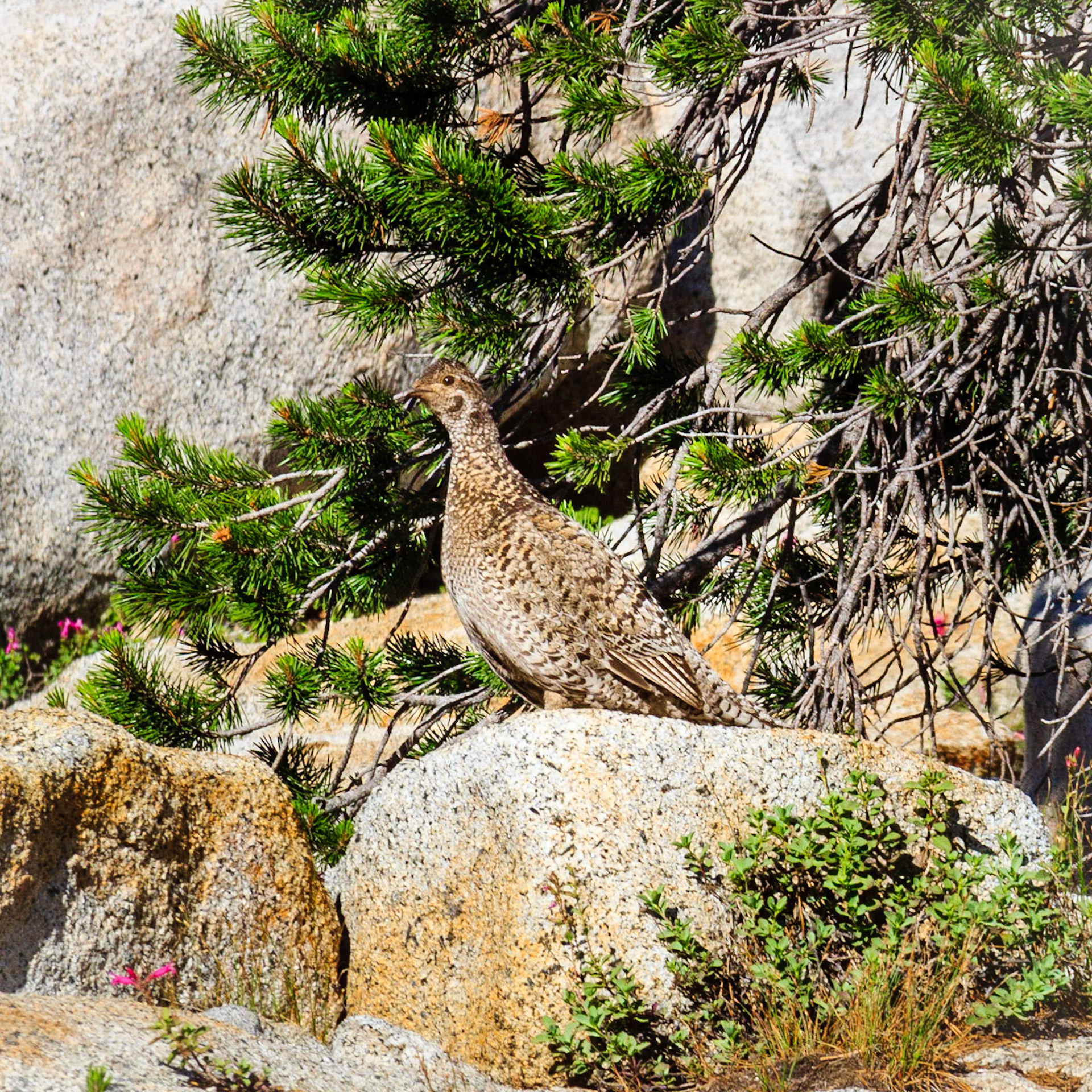 Pheasant