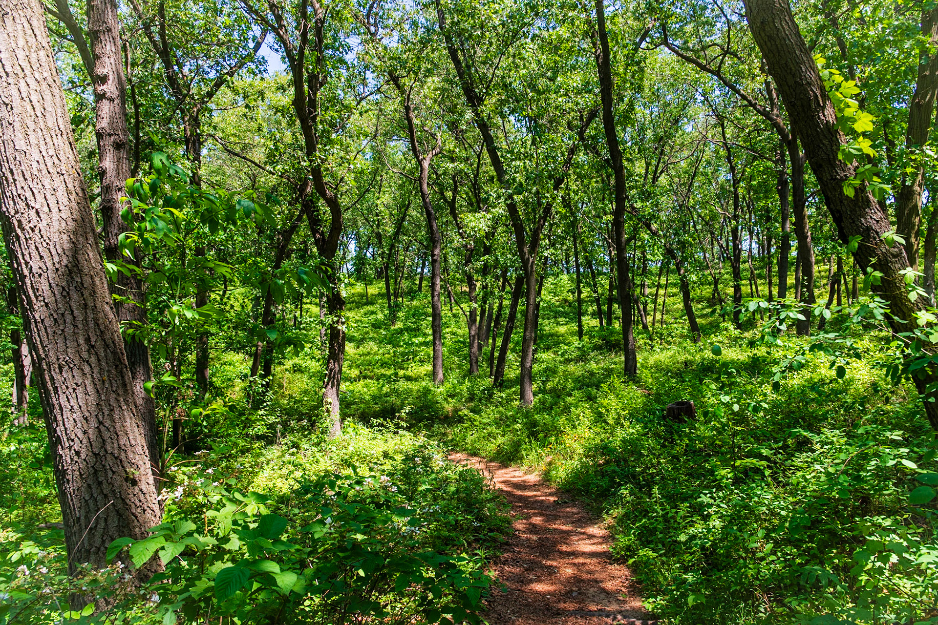 Cowles Bog trail.