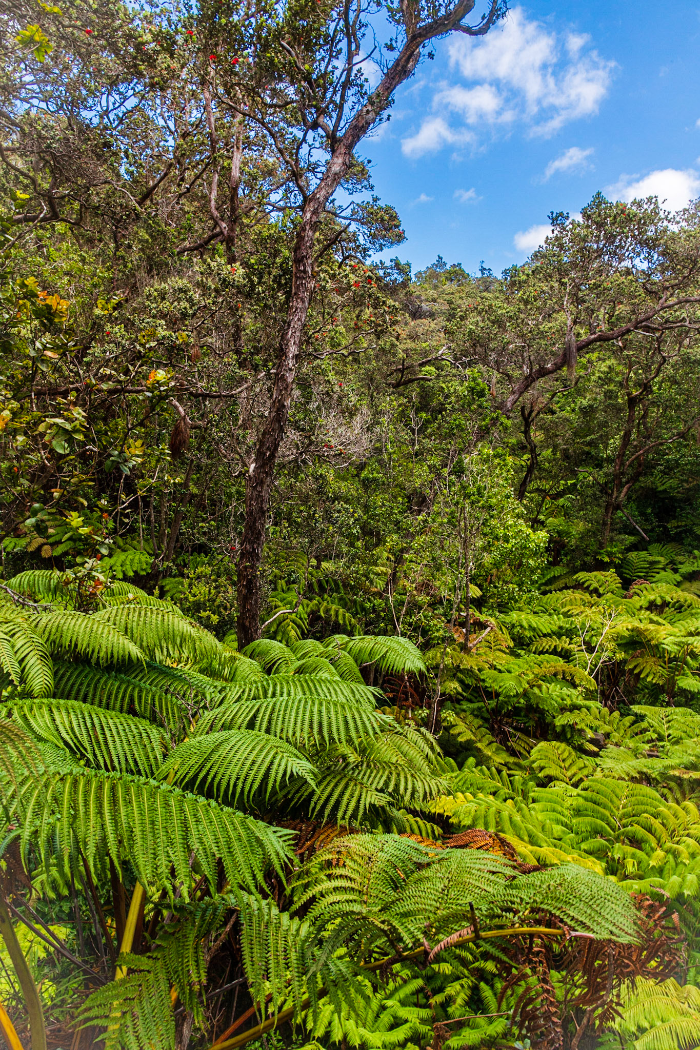 Near Nahuku Lava Tube