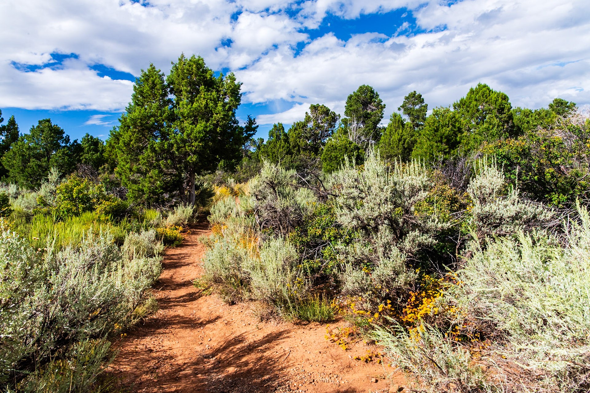 Trail