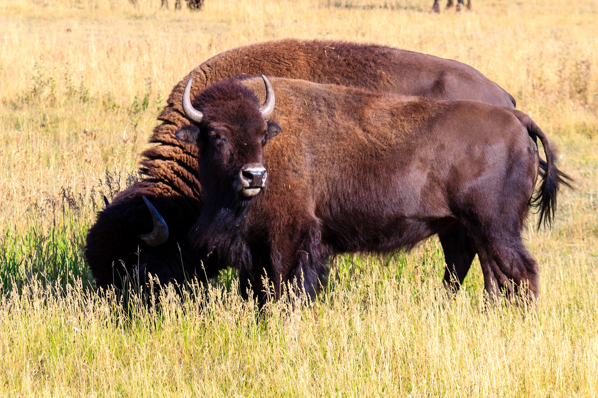 Bison