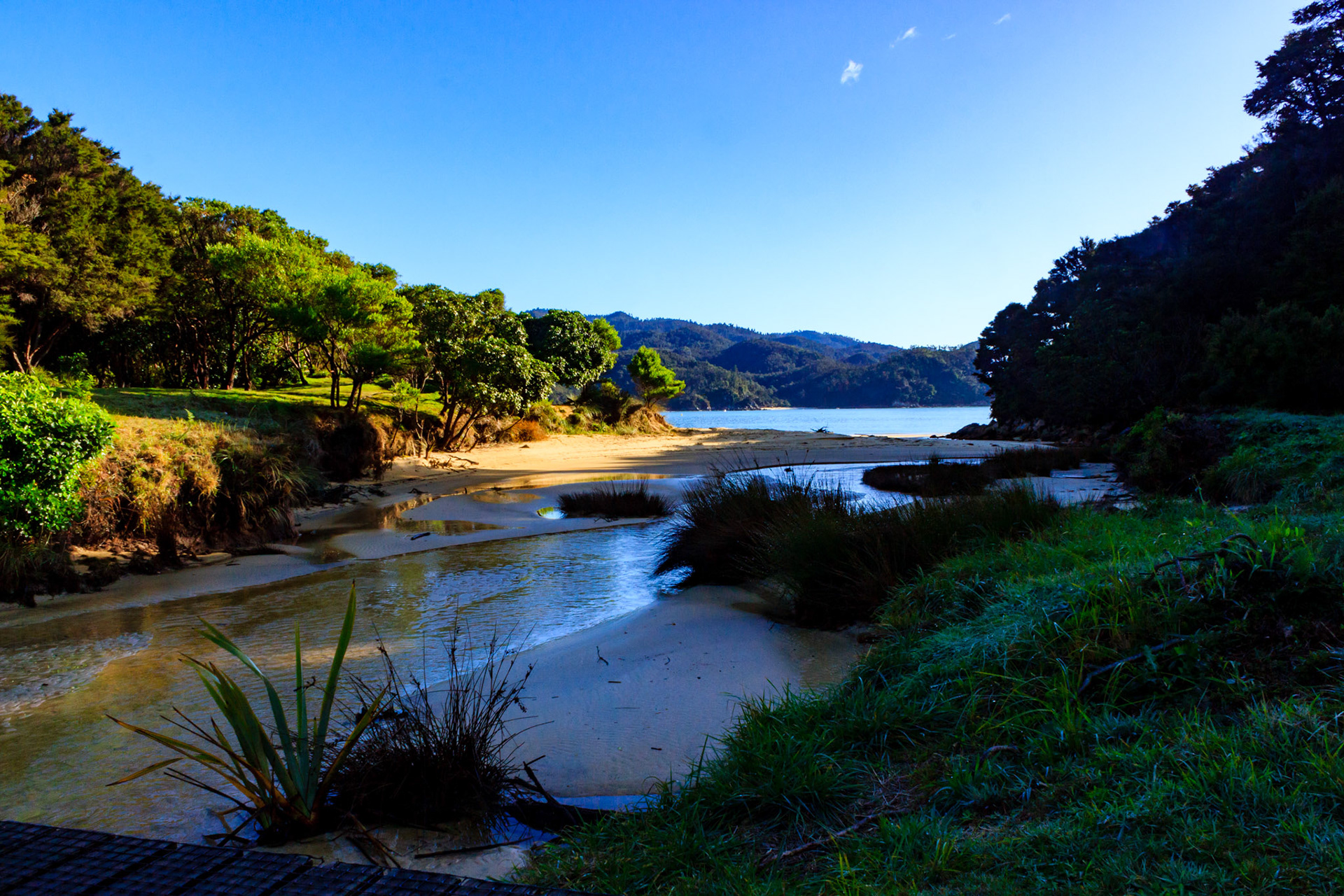 Stream flowing through Abel Tasman National Park.