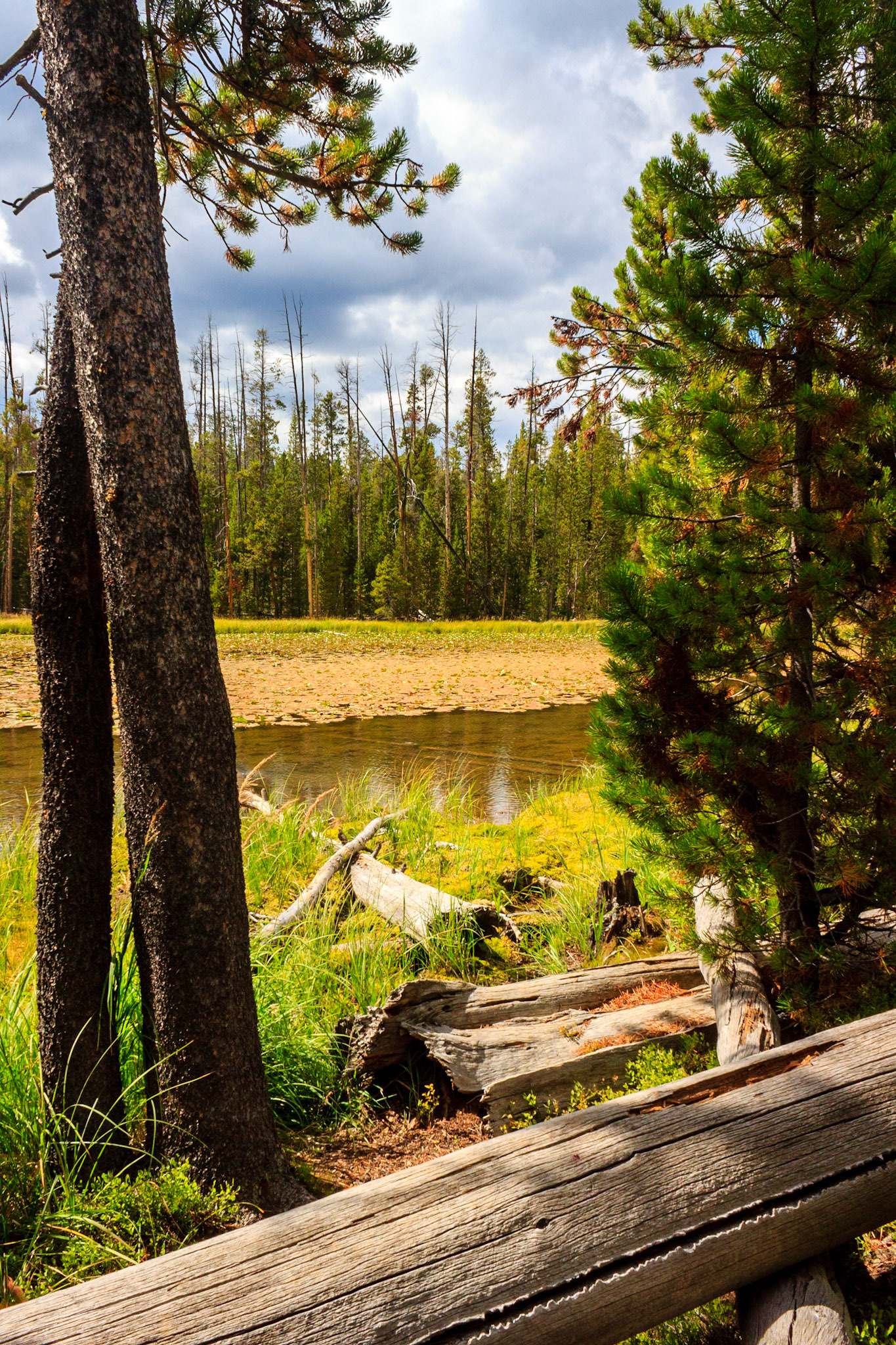 Lily Pad Lake
