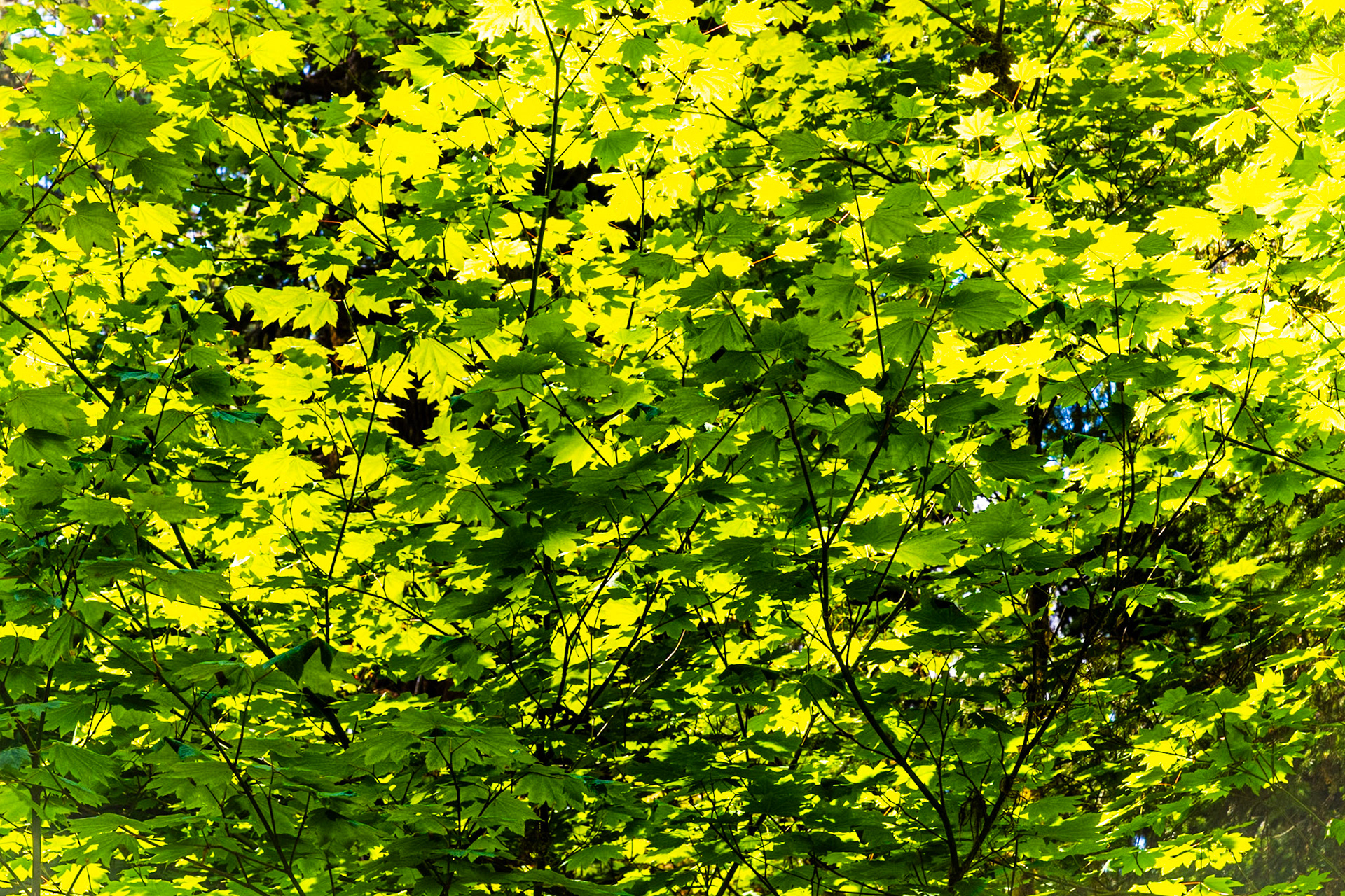 Spruce Nature Trail