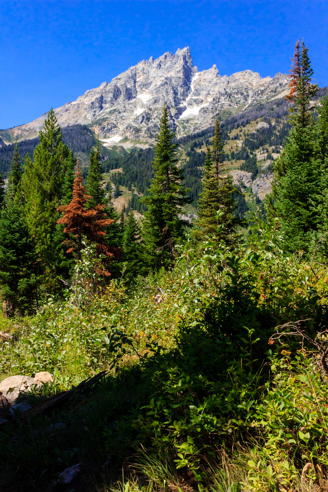 Teewinot Mountain from the Jenny Lake Trail