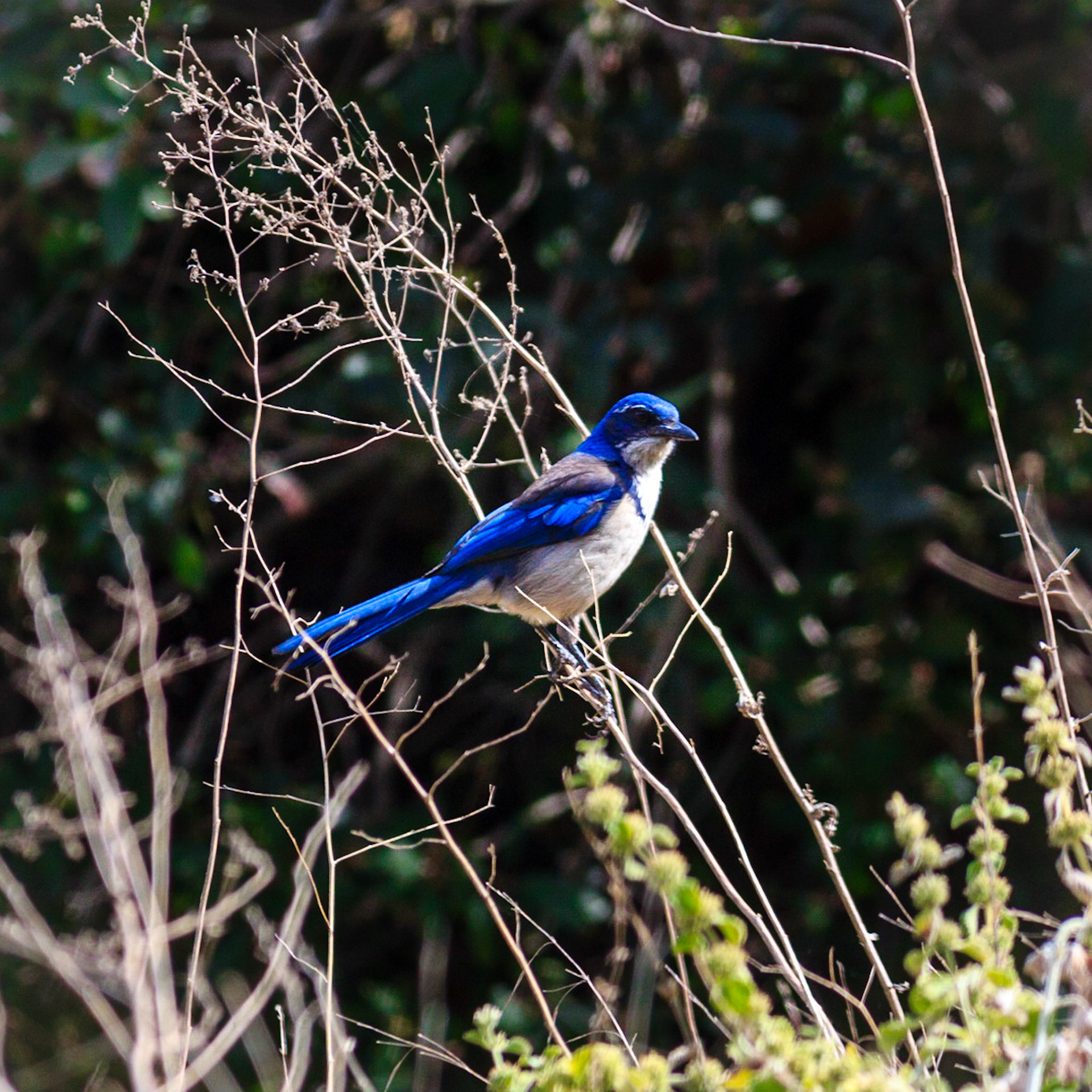 Island Scrub Jay.